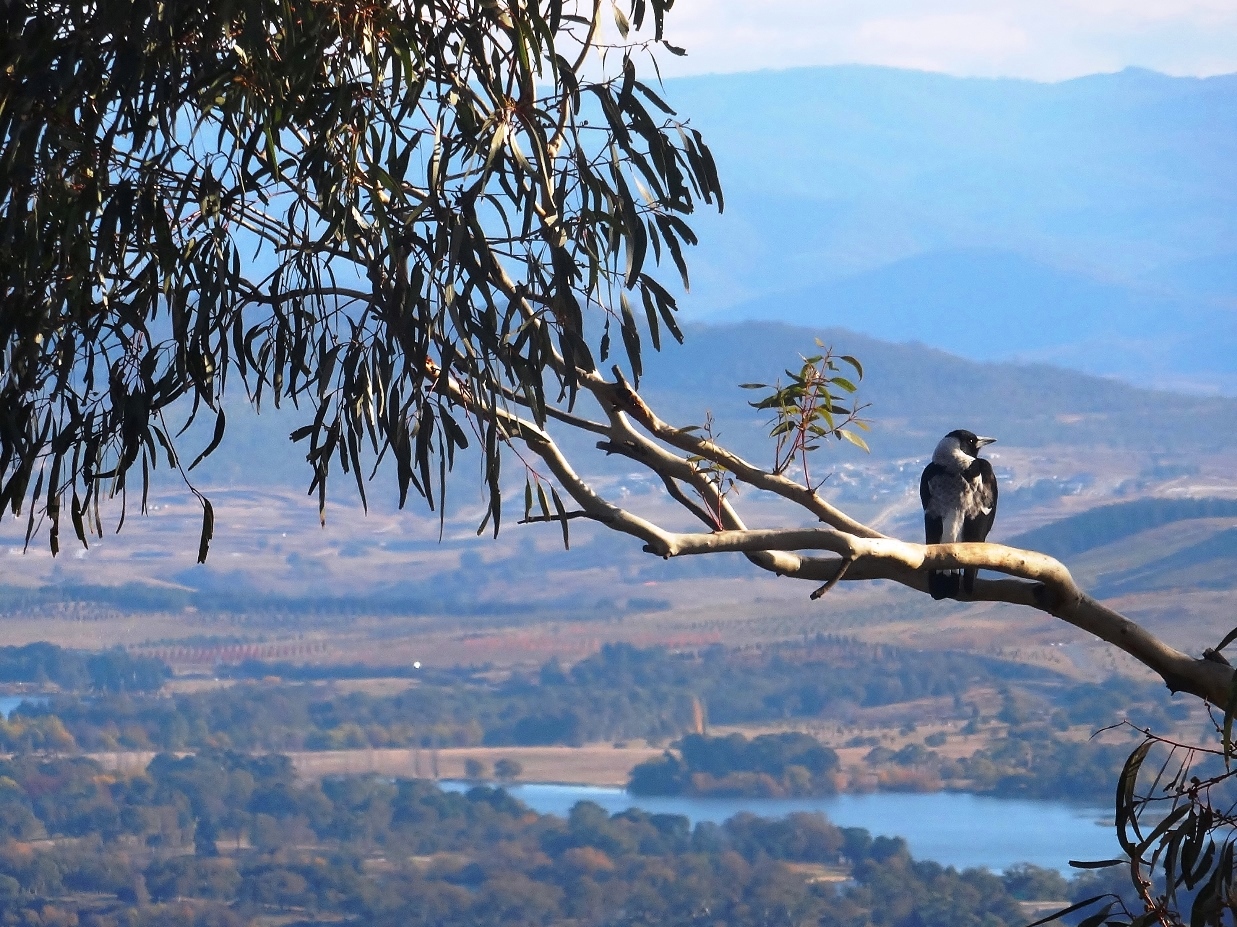 australian magpie