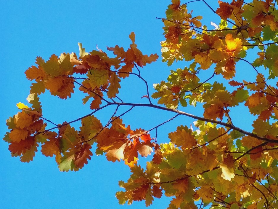 canberra autumn