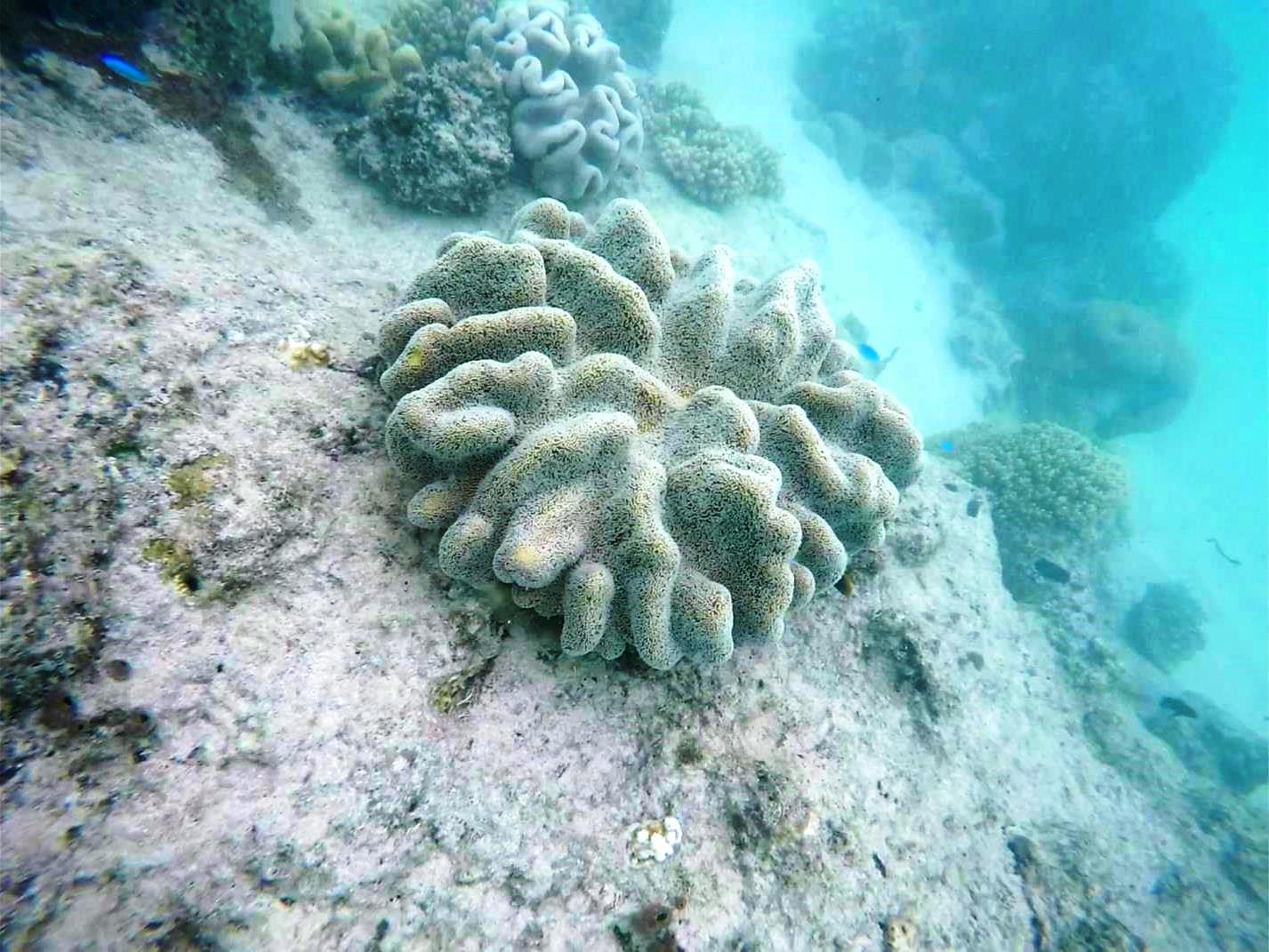 great barrier reef coral