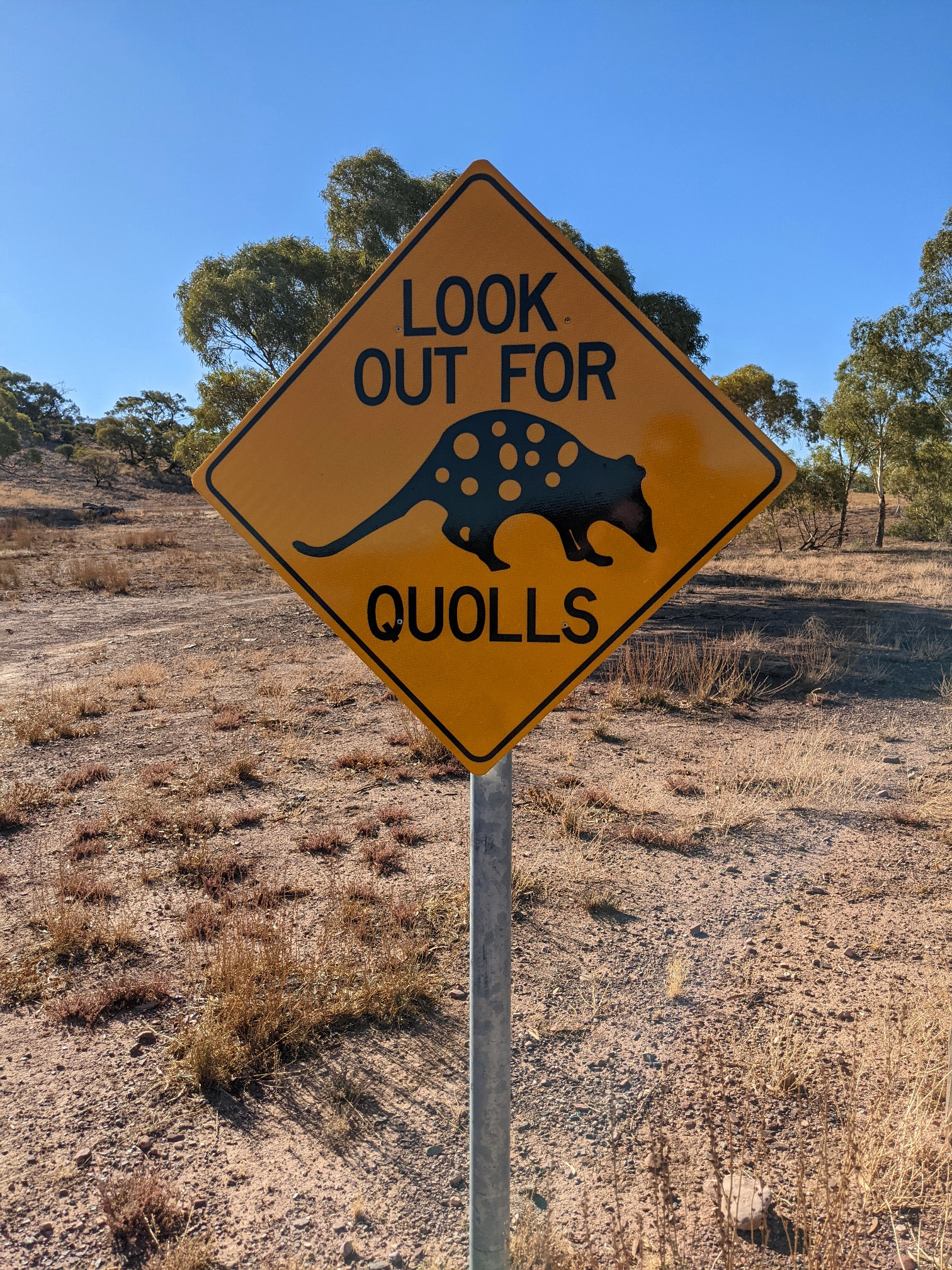 quoll wildlife sign