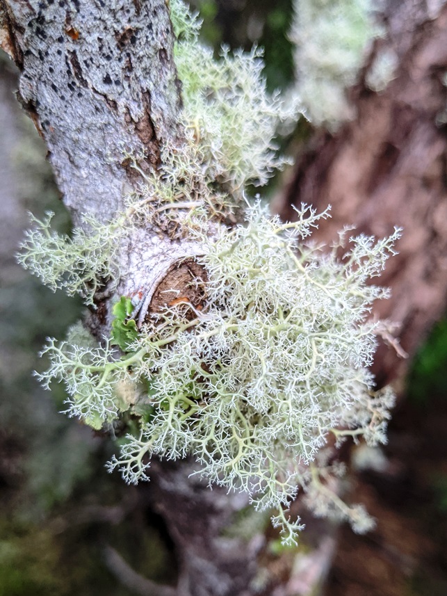 cradle mountain moss