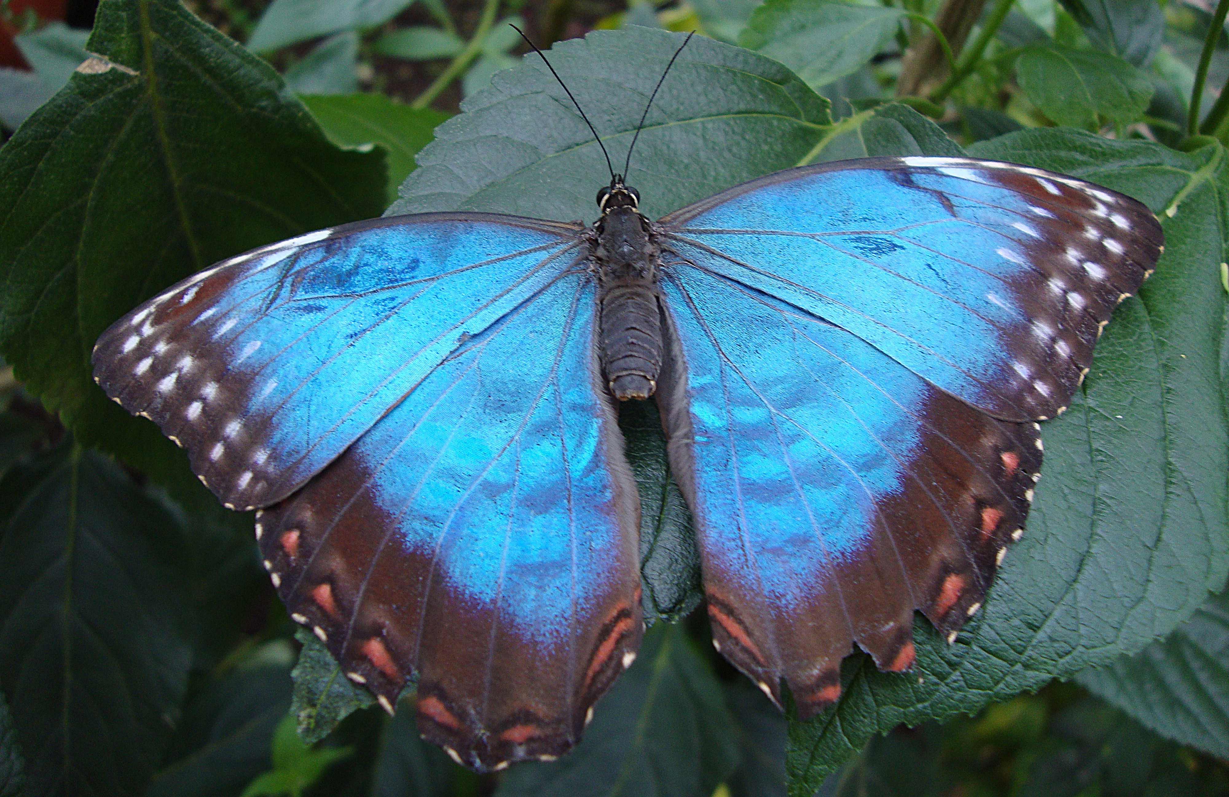 blue morpho butterfly