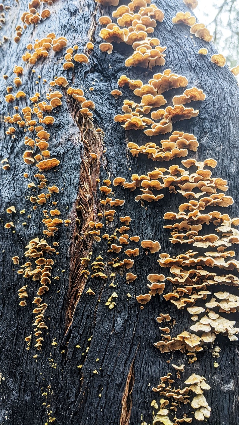 namadgi national park mushrooms