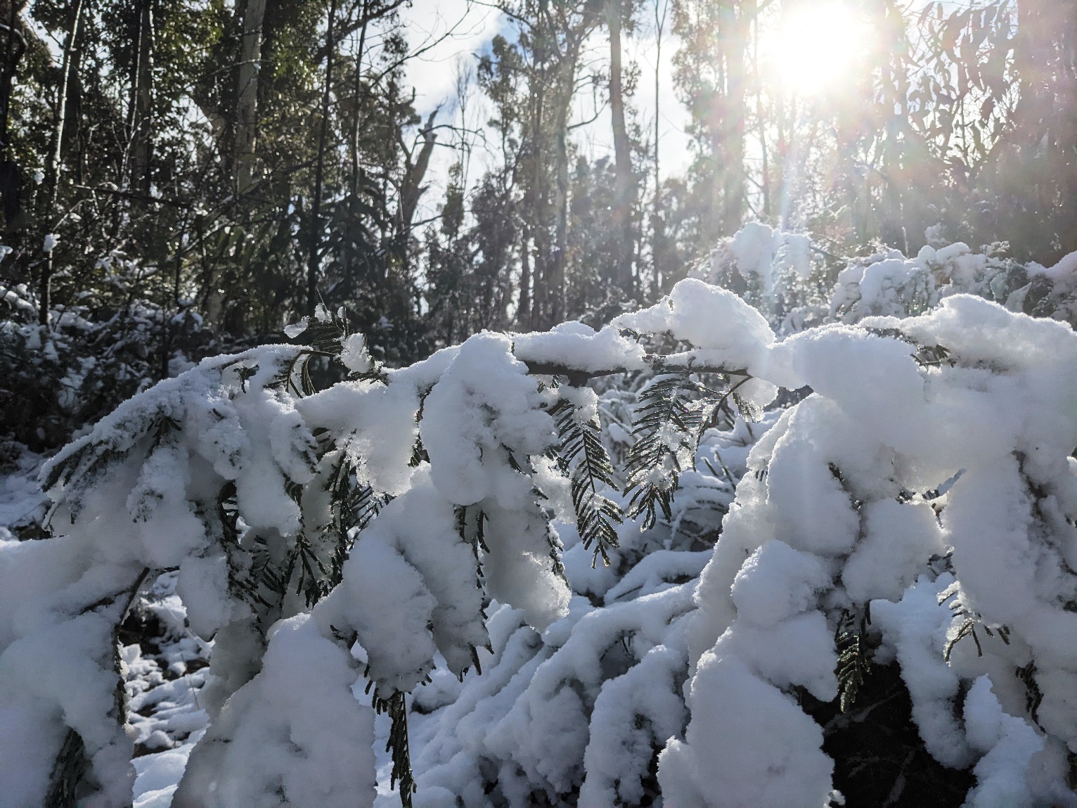 booroomba rocks snow