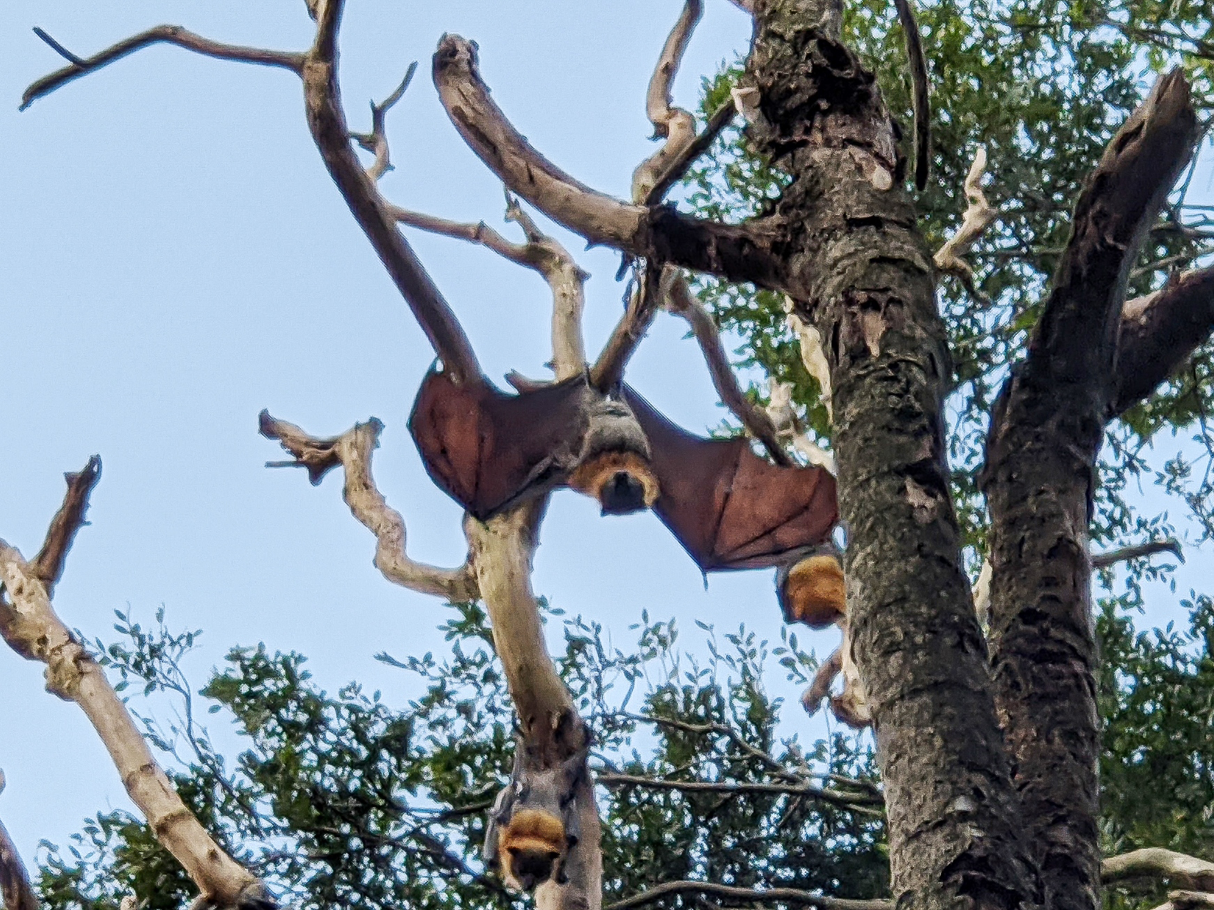 wingham brush bats