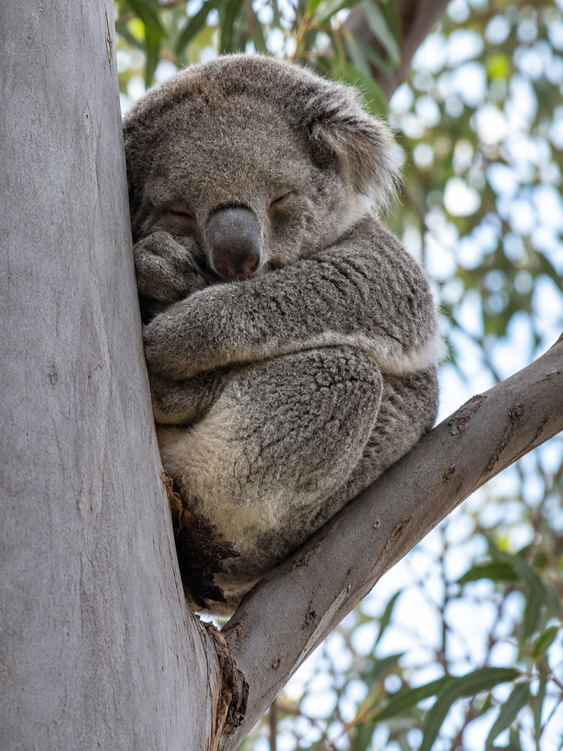 Coombabah koala