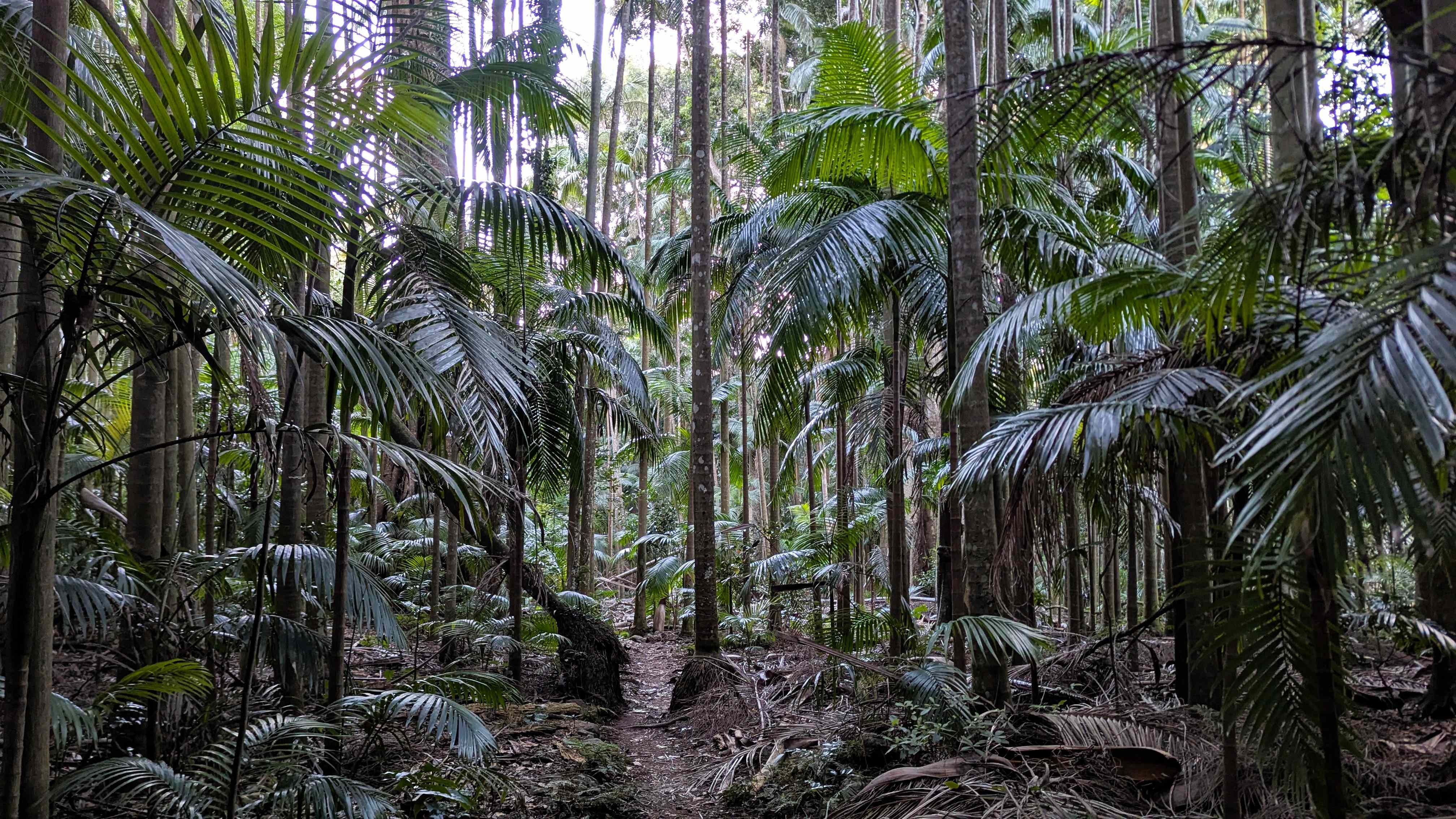 Tamborine Mountain Palm Grove