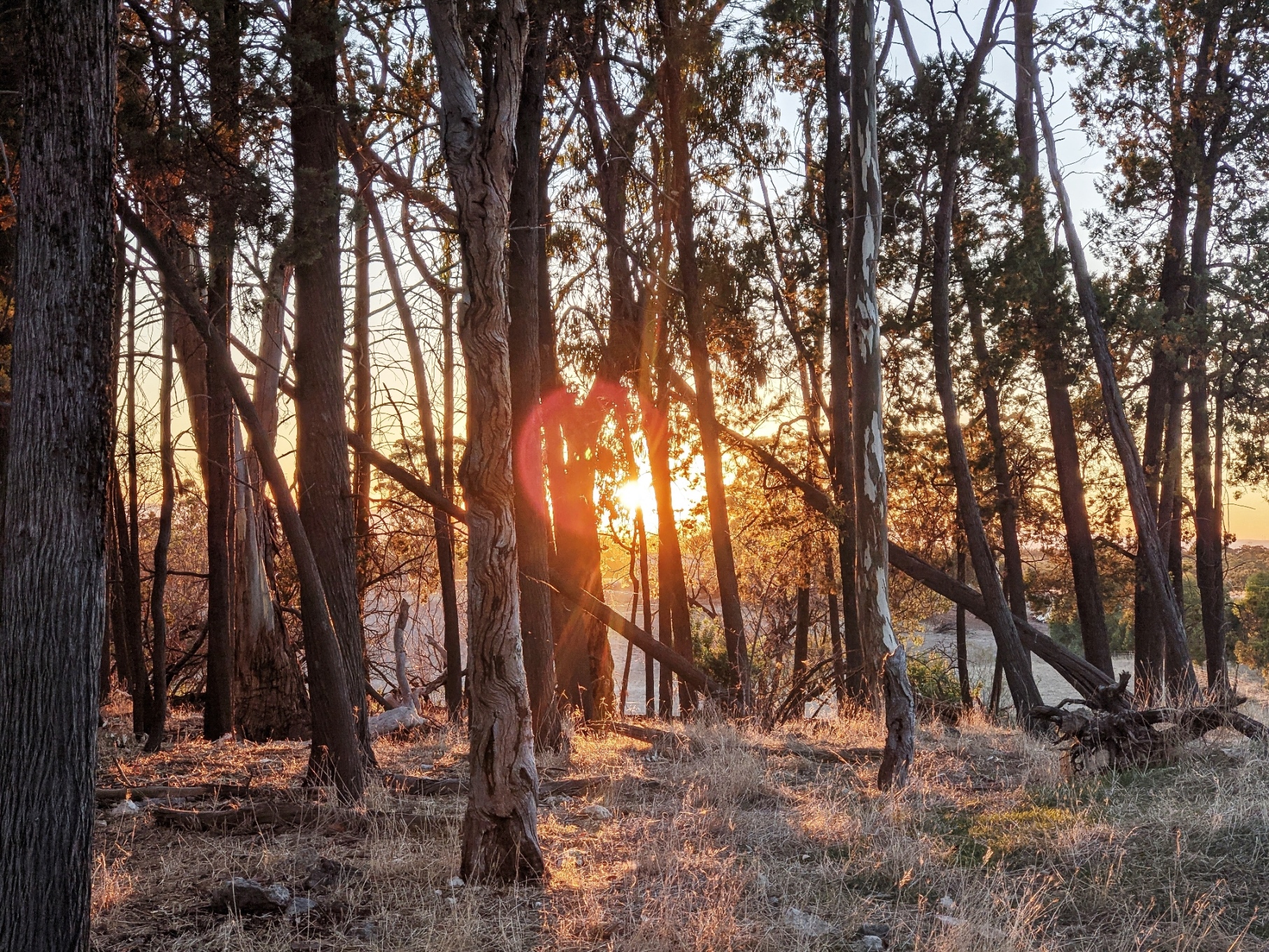 wirrabara sunrise