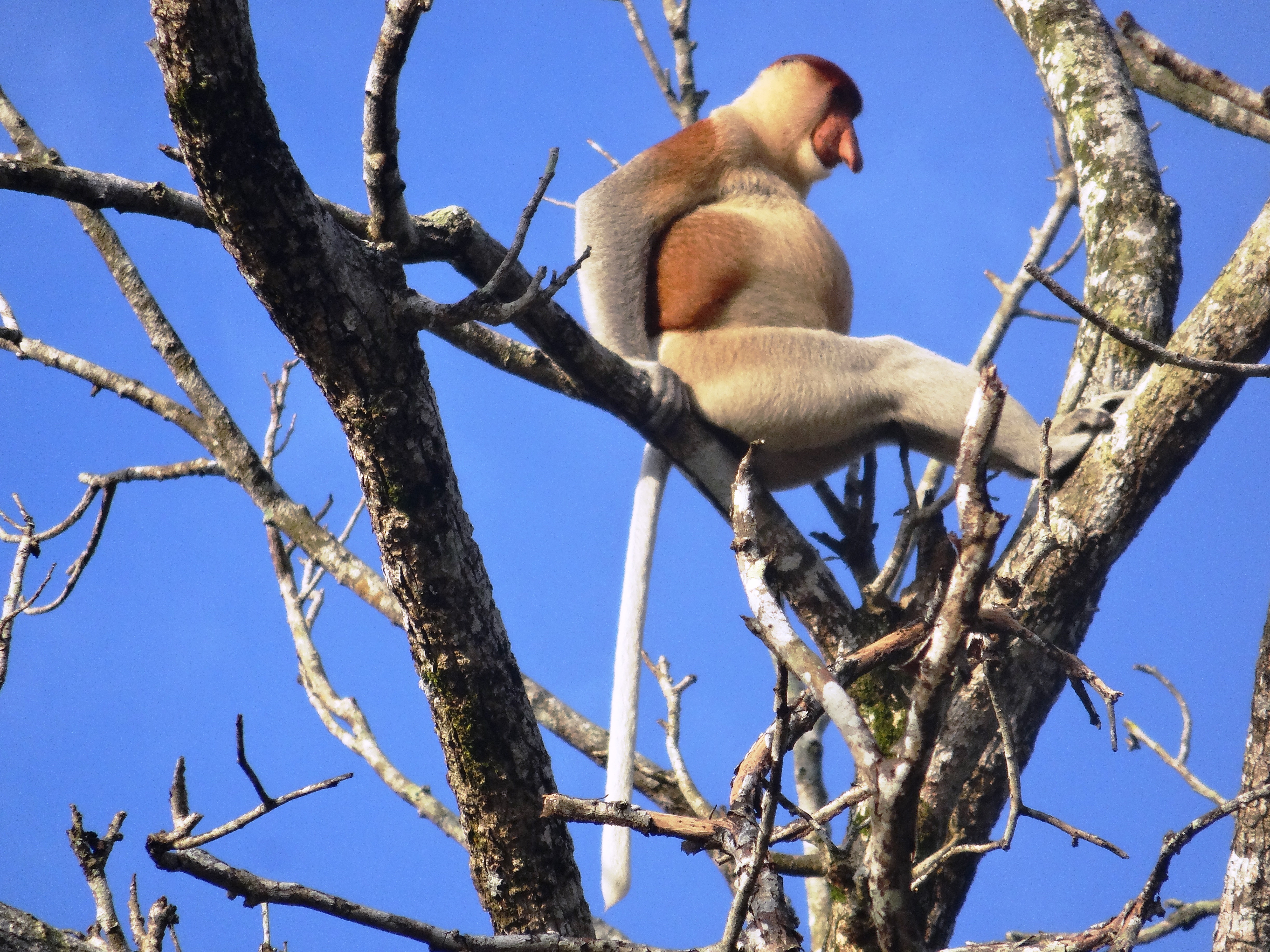 Proboscis monkey brunei