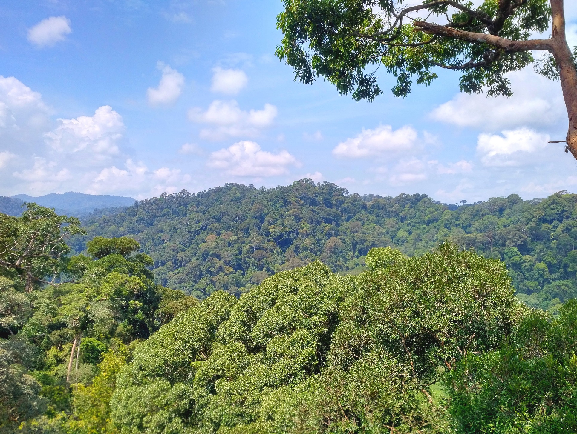 Ulu Temburong rainforest