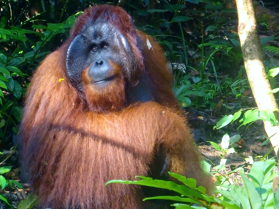 borneo orangutan