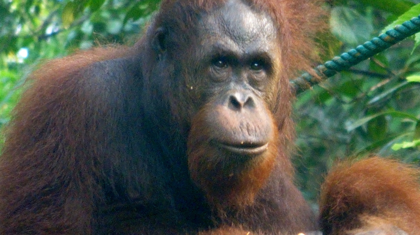 borneo orangutan