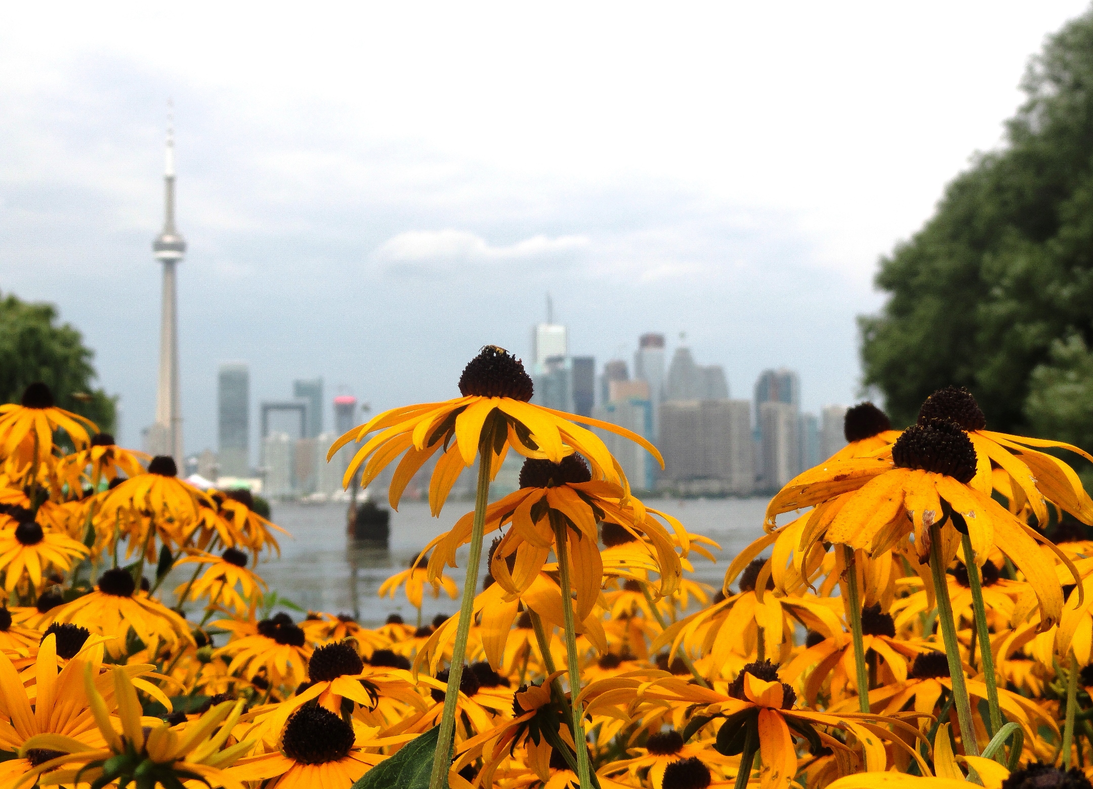 toronto skyline