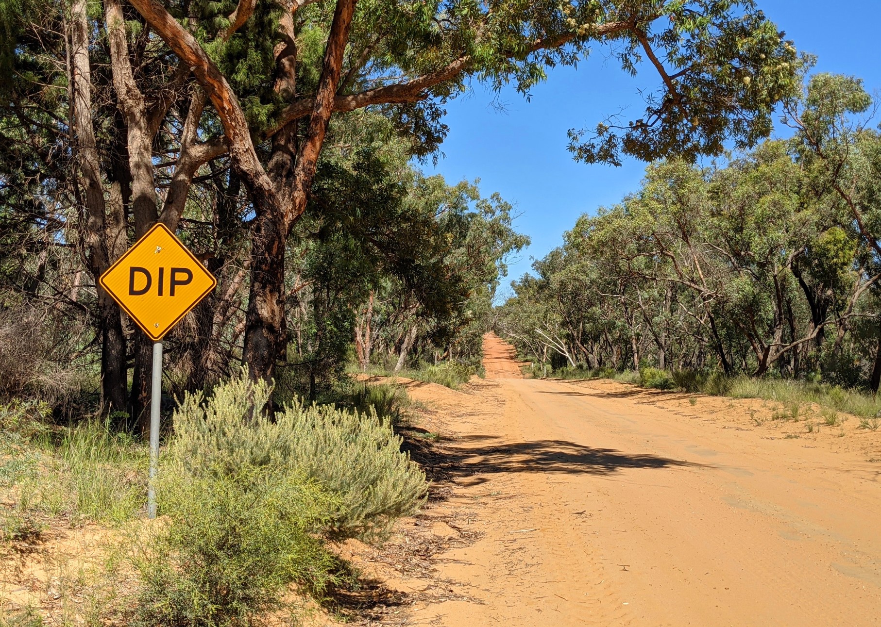 The pilliga forest