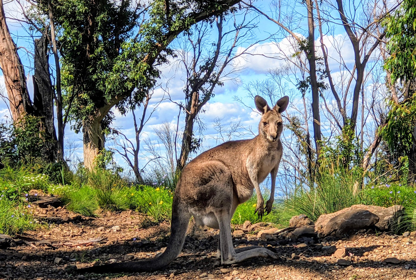 mount kaputar kangaroo