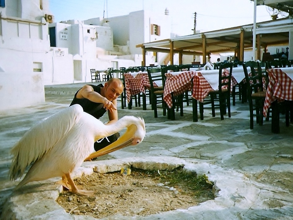 mykonos pelican greece