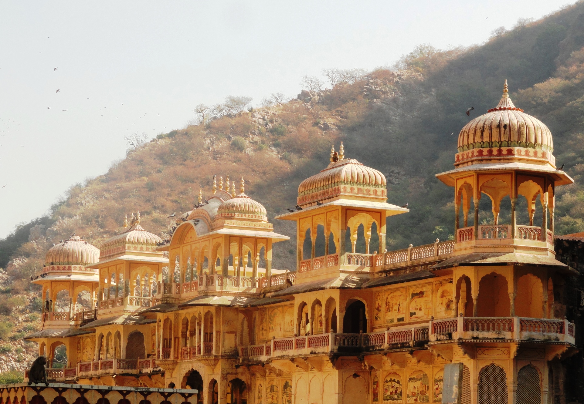 monkey temple jaipur