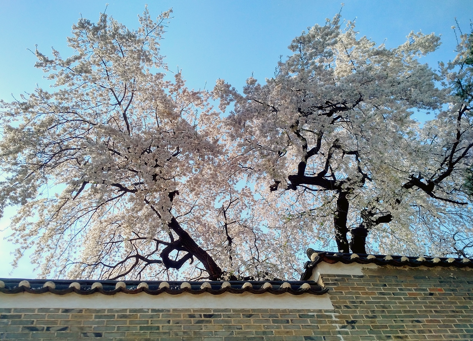 seoul blossom