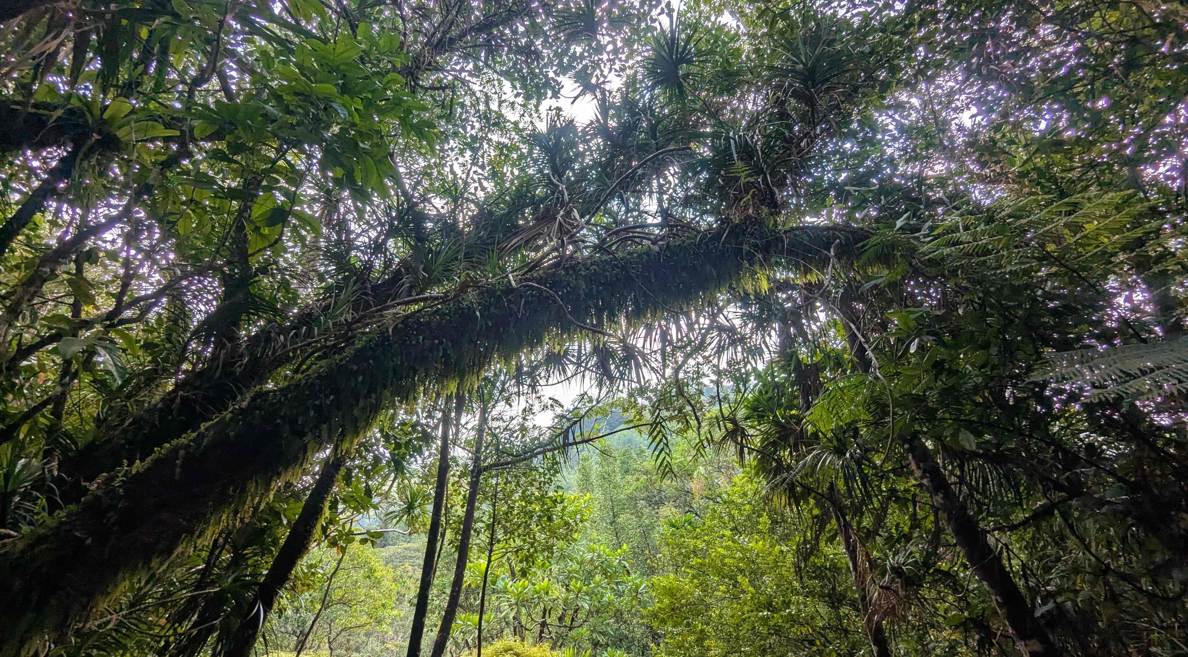 Ngardmau Waterfall Trail