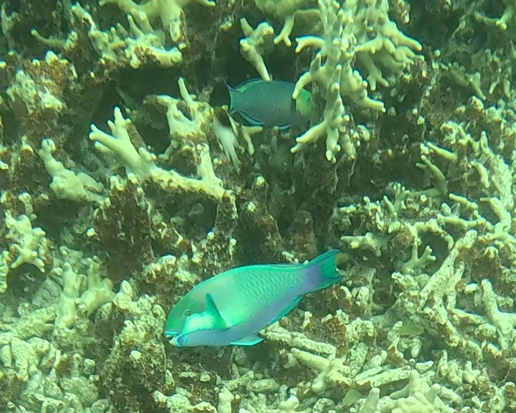 Snorkelling in the Rock Islands