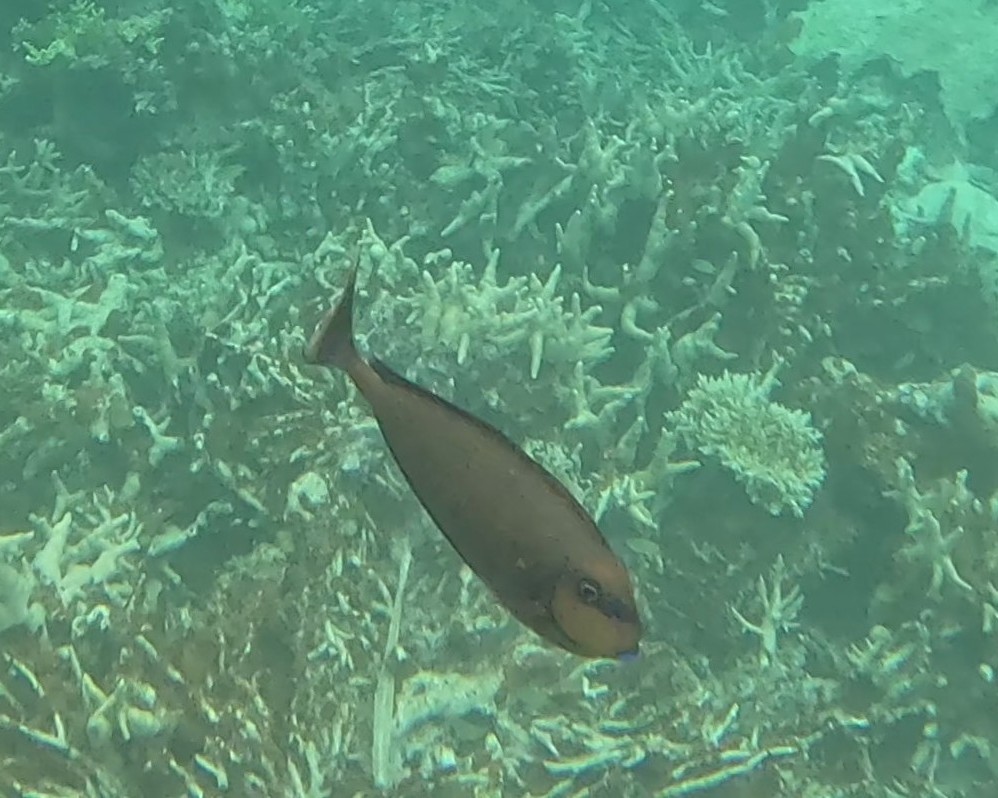 Snorkelling in the Rock Islands