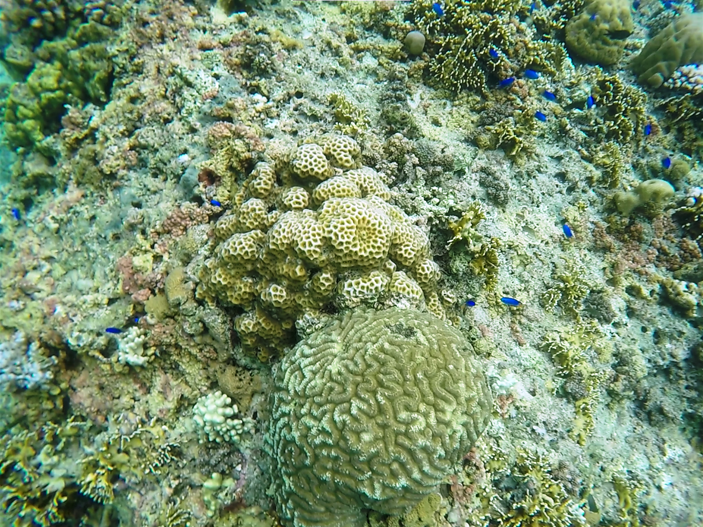 pescador island snorkelling 