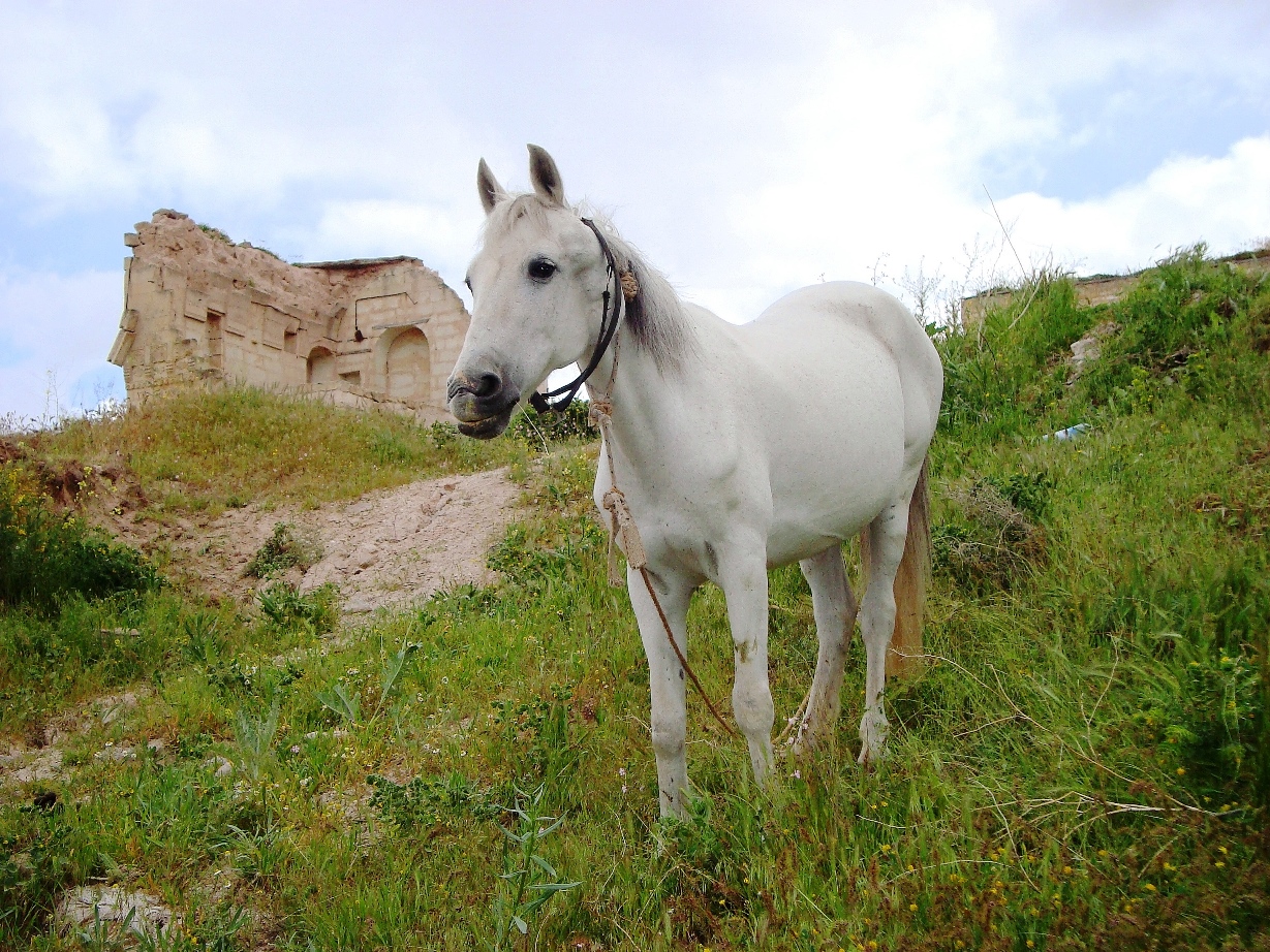 cappadocia horse