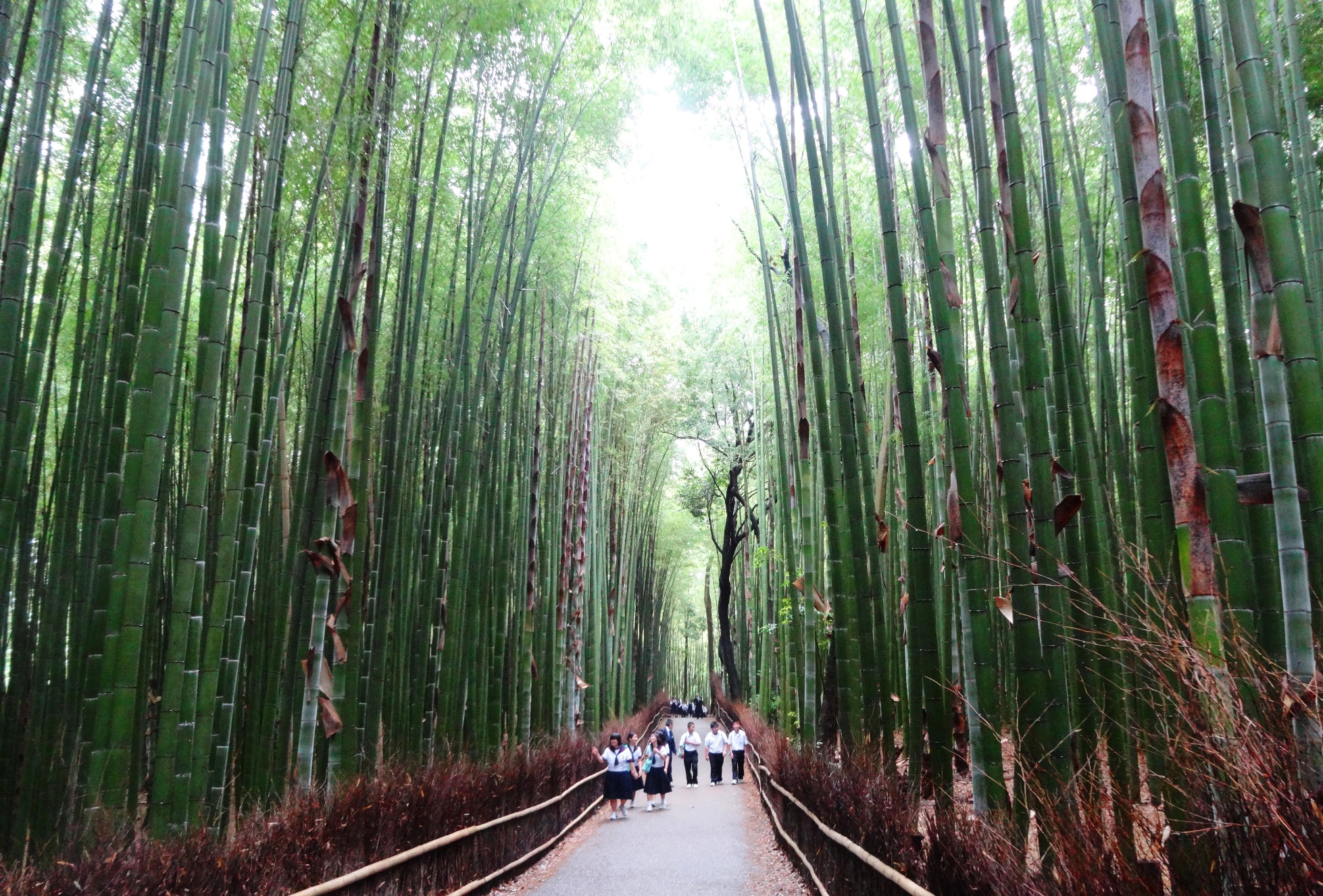 bamboo grove kyoto