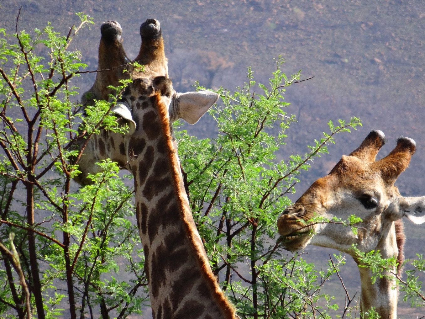 pilansberg giraffes