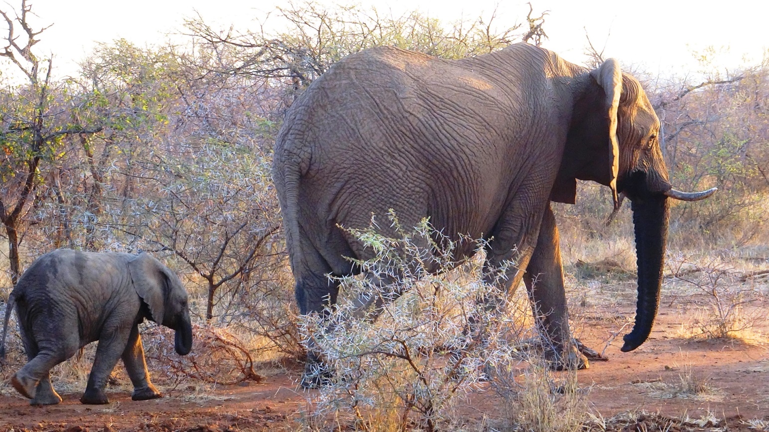 pilansberg elephants