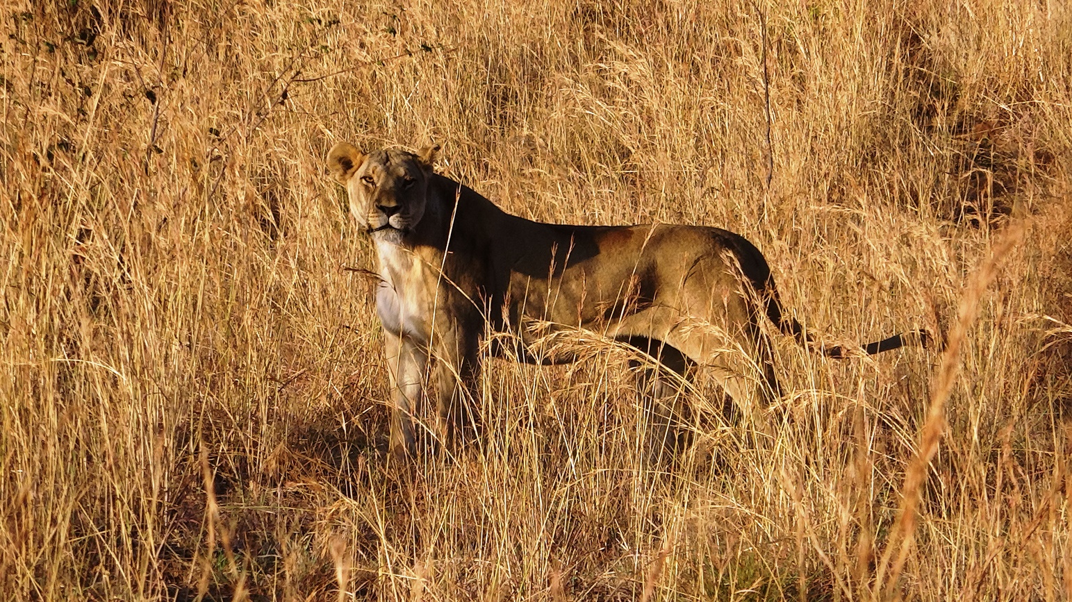 african lioness