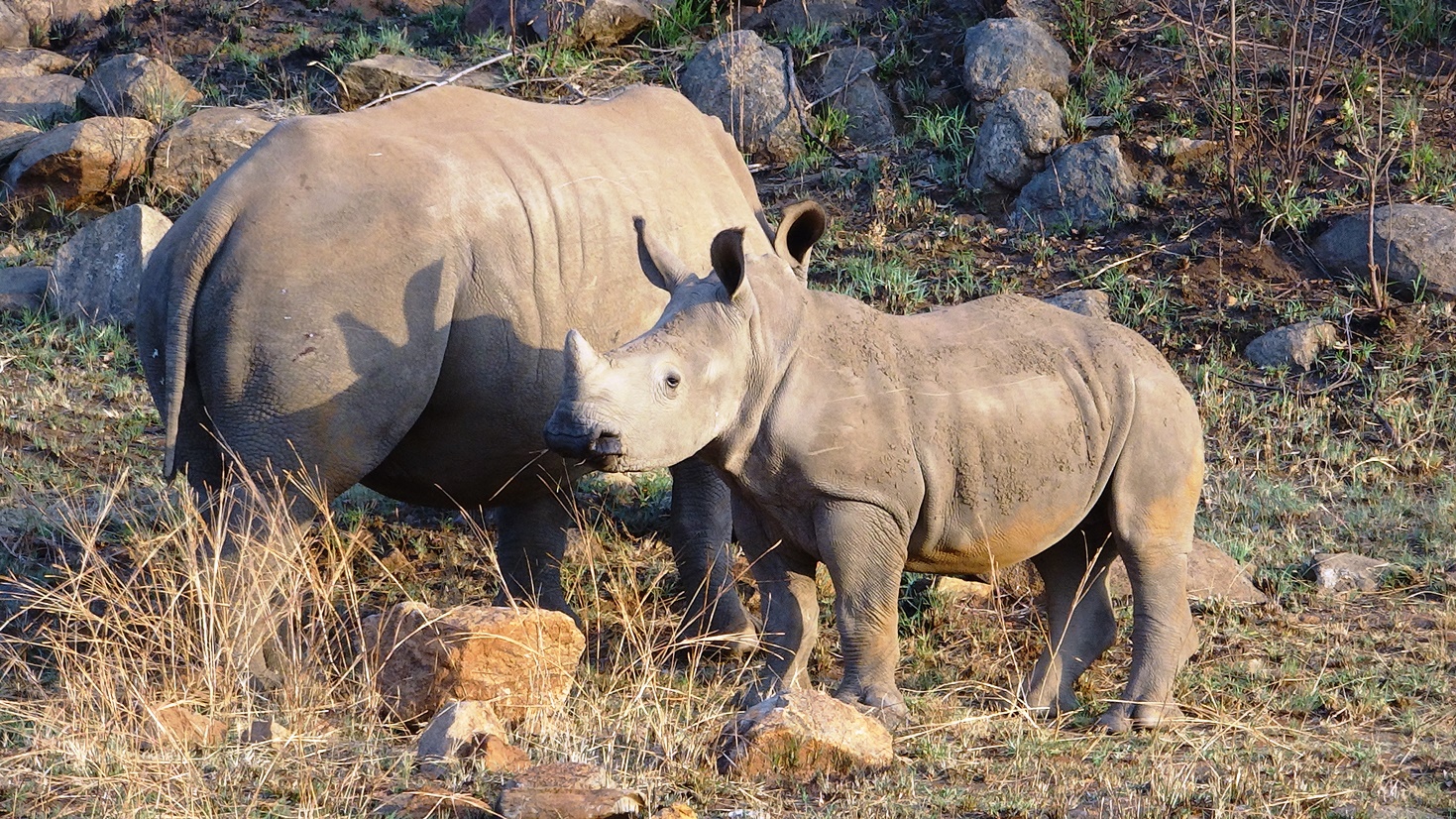 pilansberg game drive