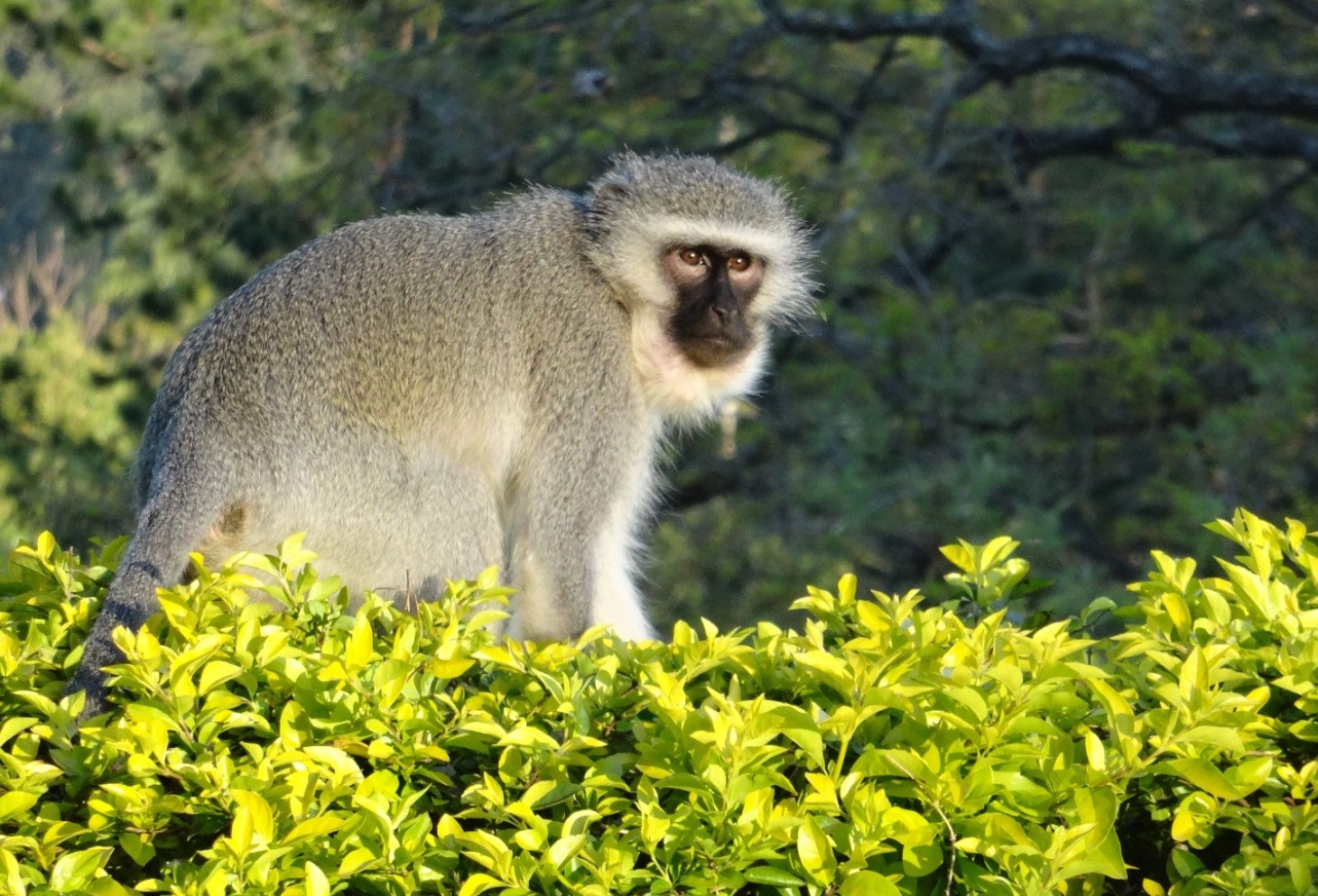 vervet monkey swaziland