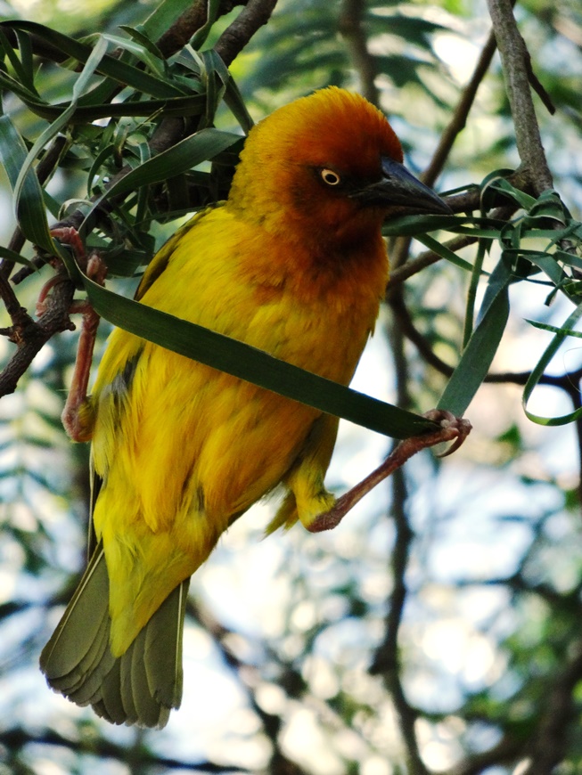 weaver bird