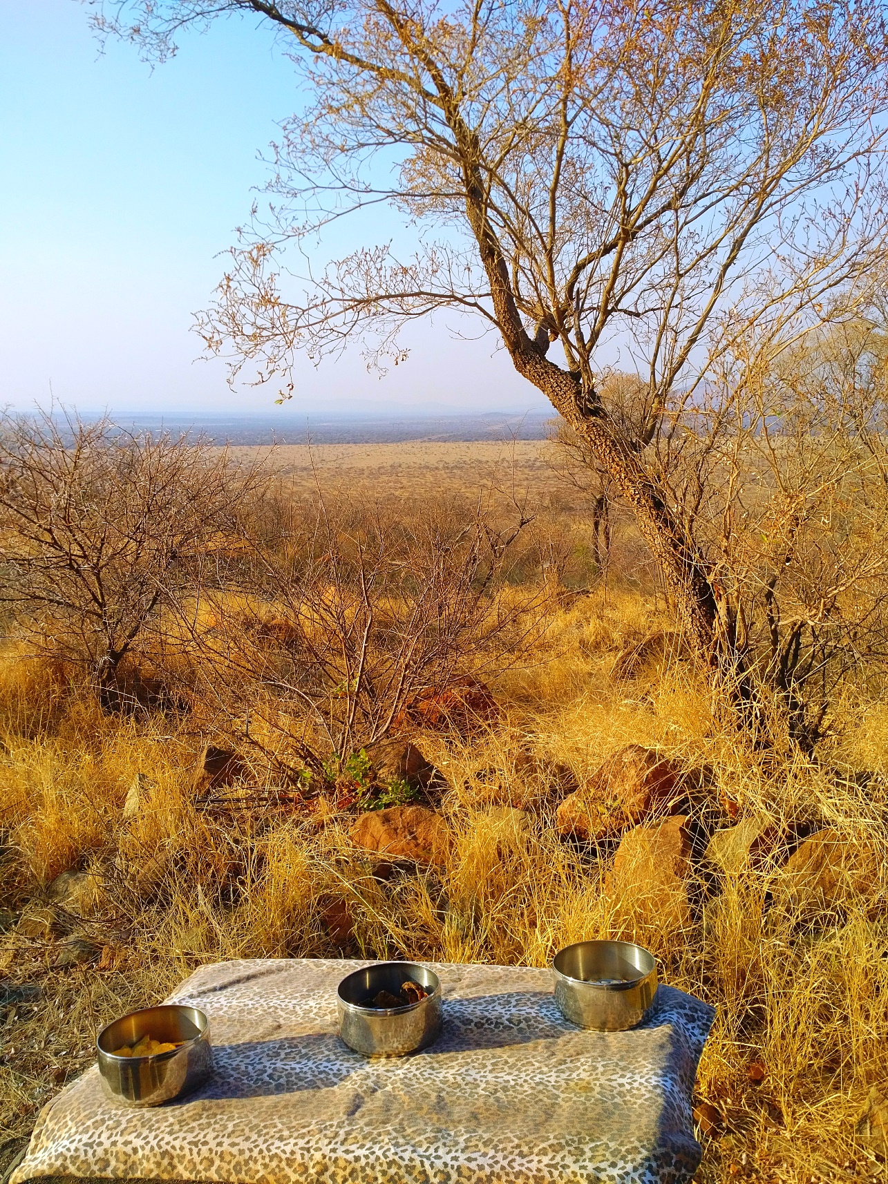 african safari