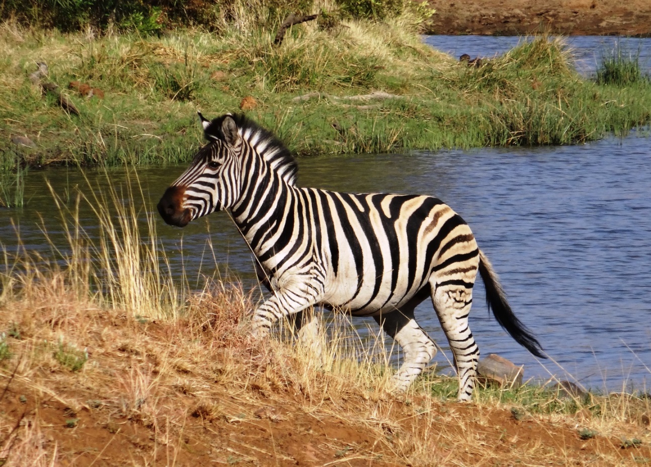 pilansberg zebra