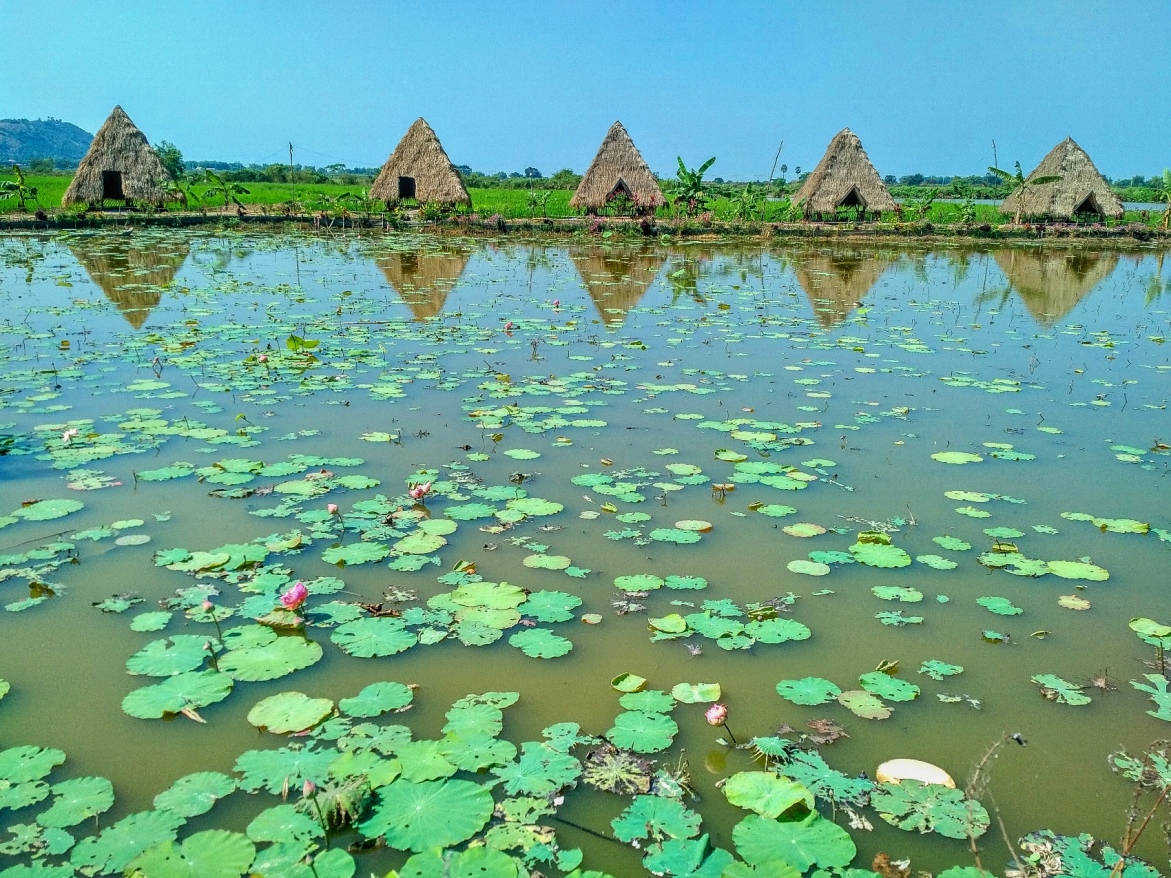 samatoa lotus farm