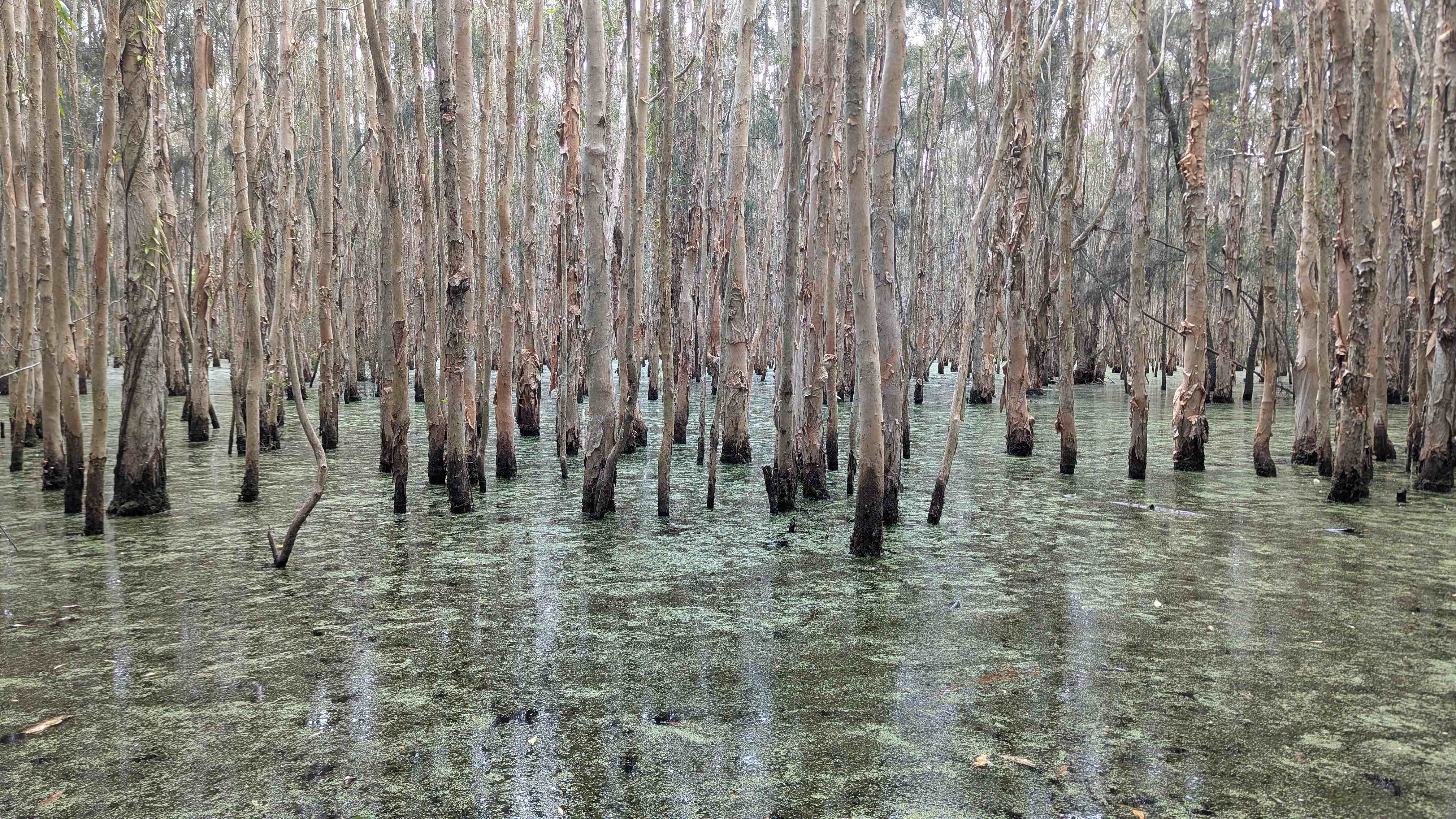 coombabah lakelands