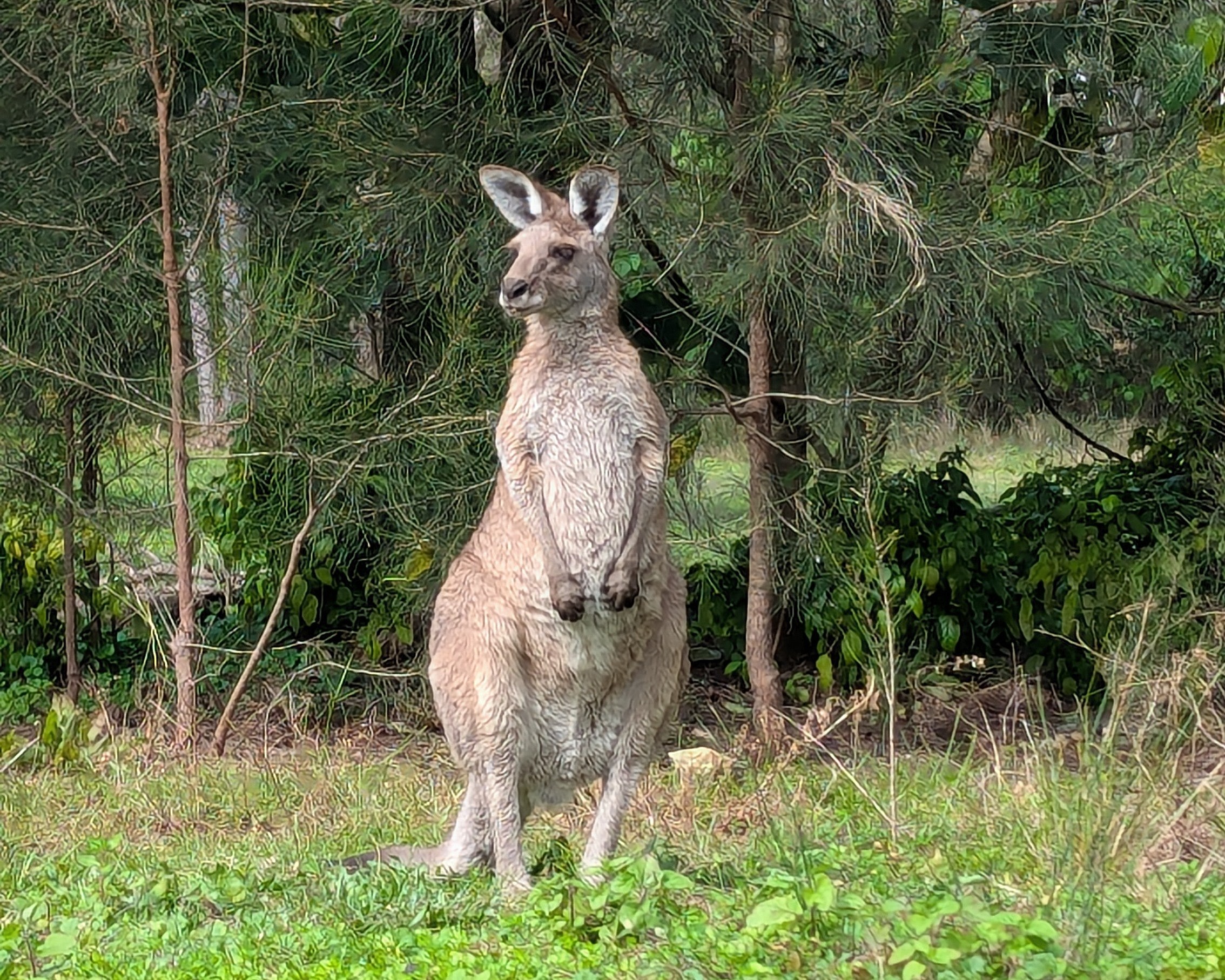 eastern grey kangaroo