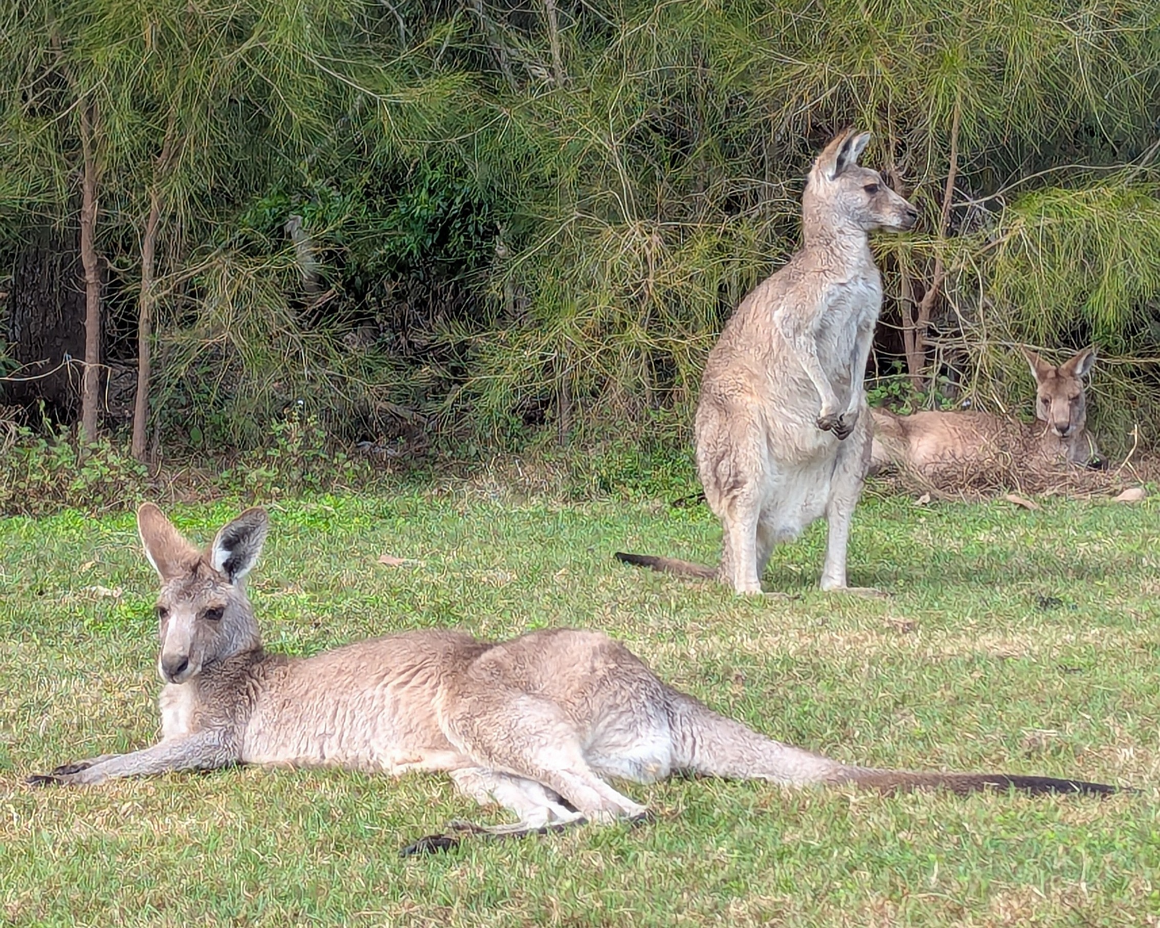 eastern grey kangaroo