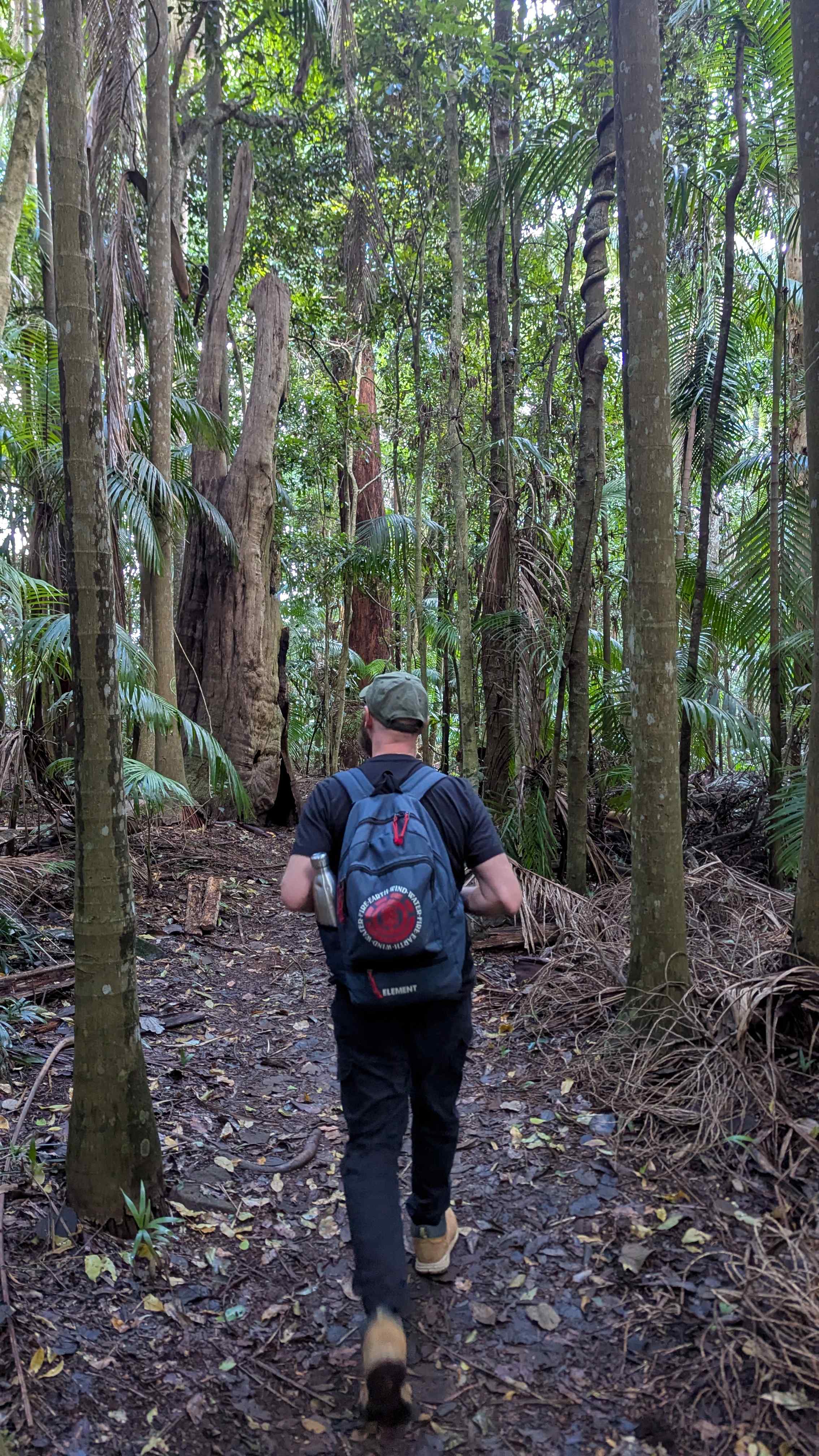 Witches Falls walking track Tamborine