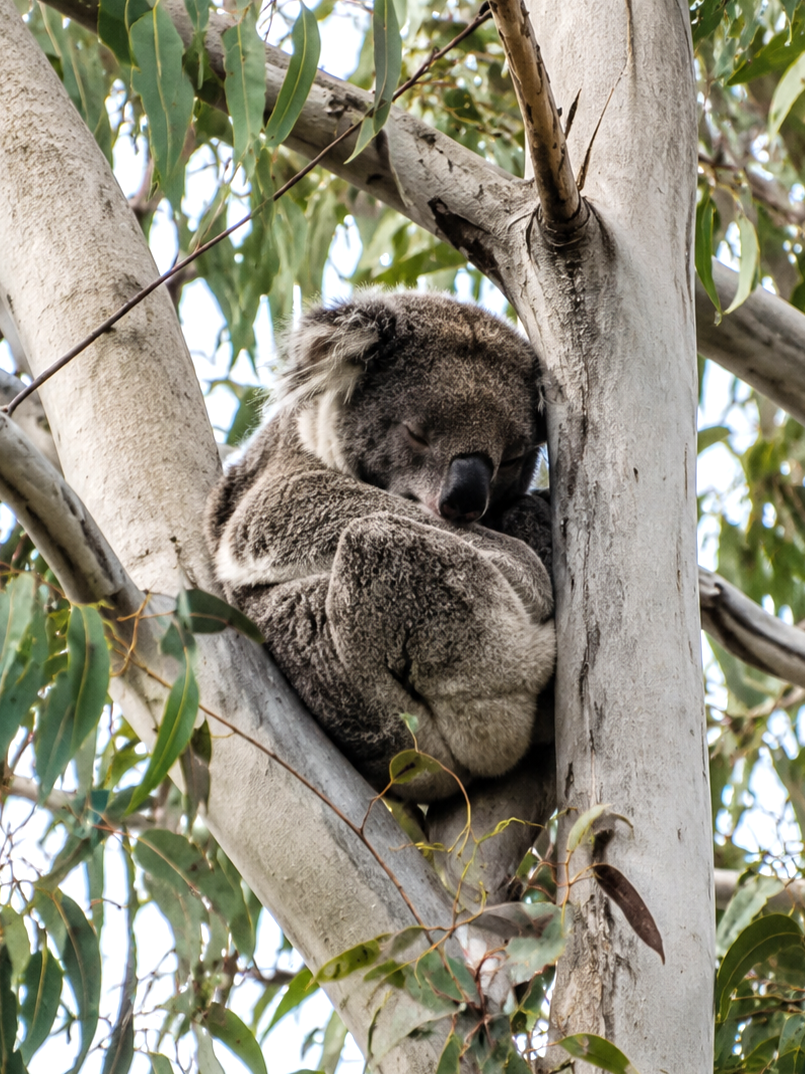 Coombabah koala
