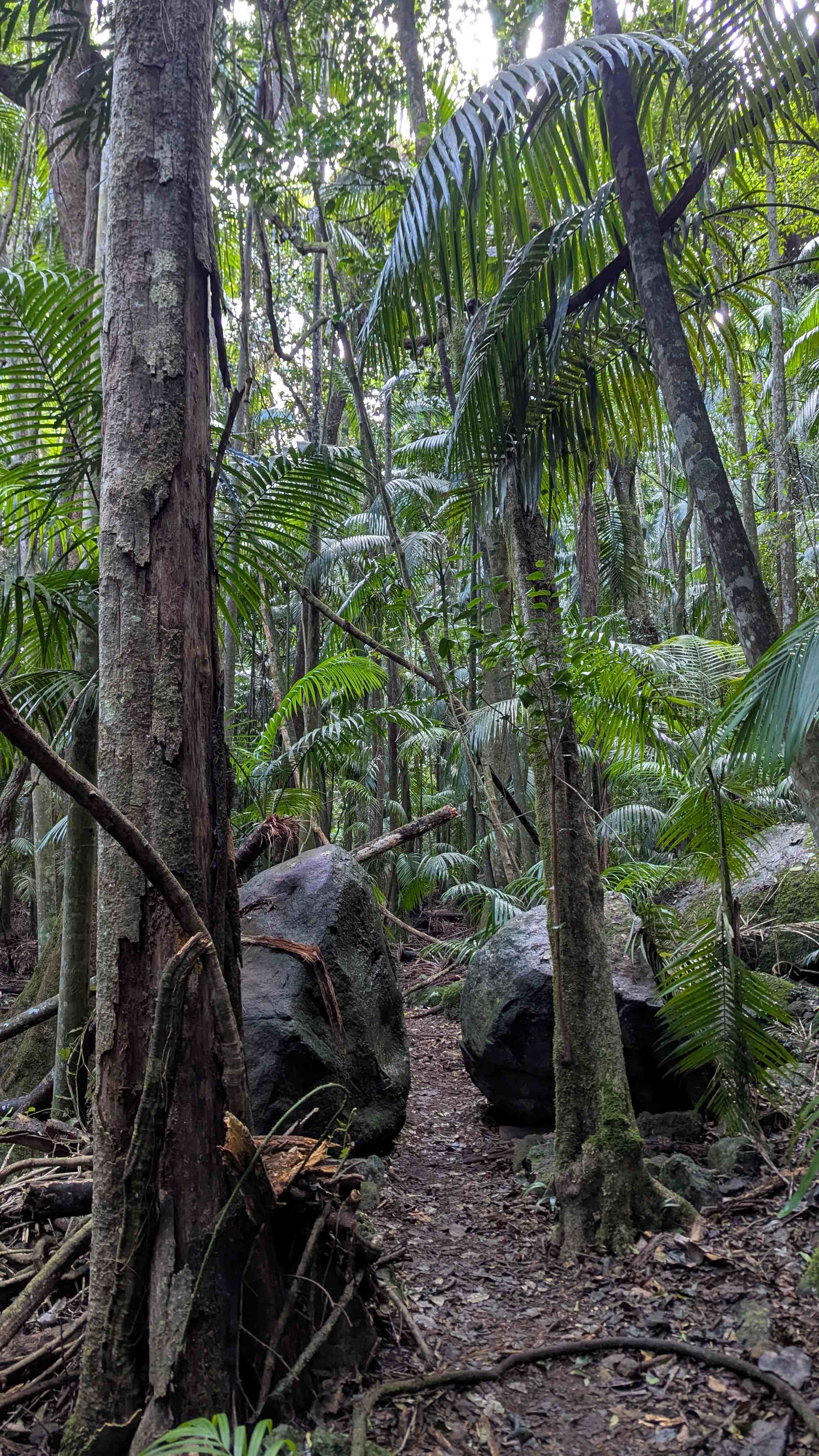 Witches Falls walking track Tamborine