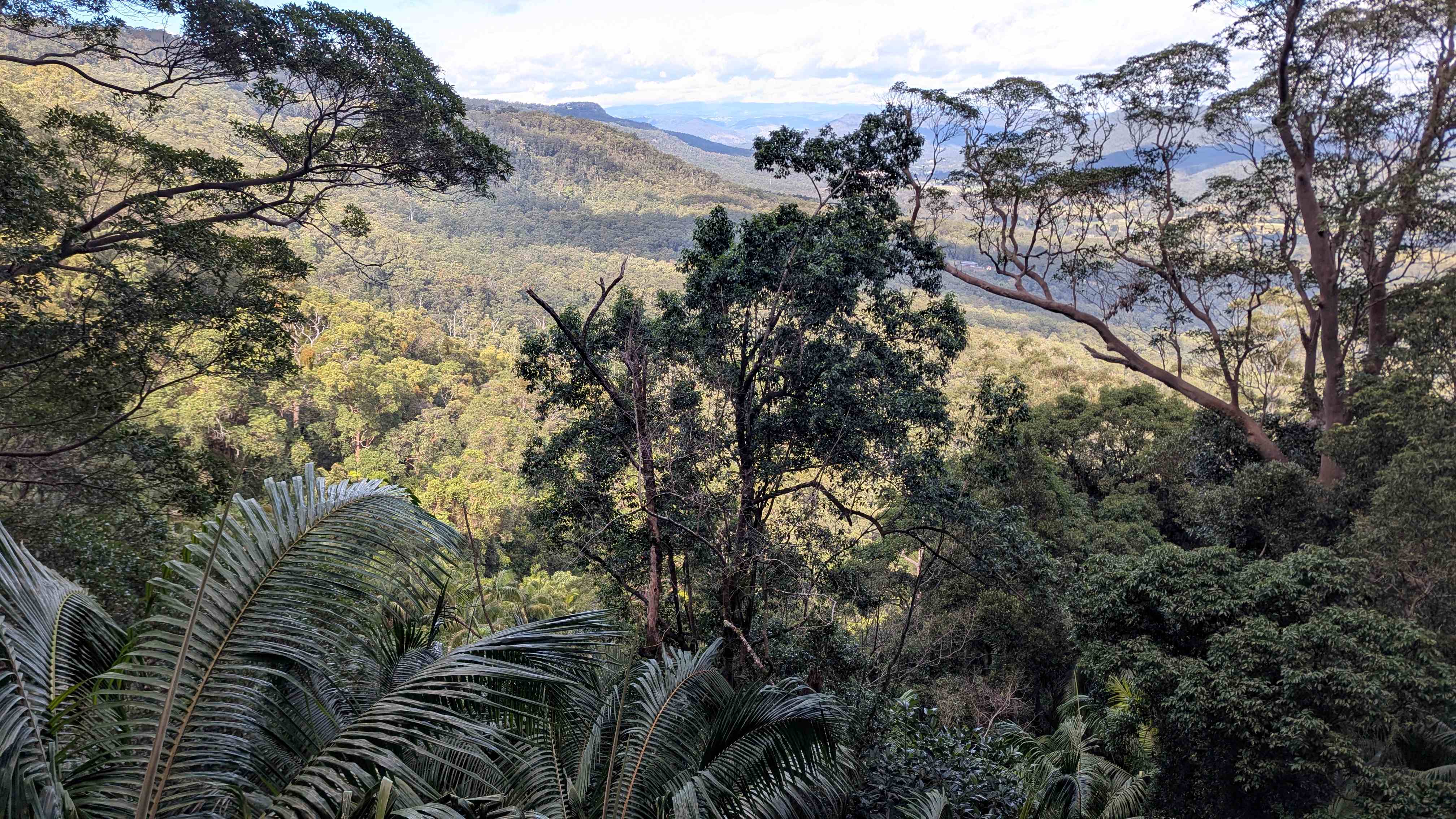 Witches Falls walking track Tamborine