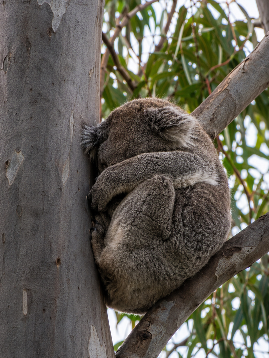 Coombabah koala