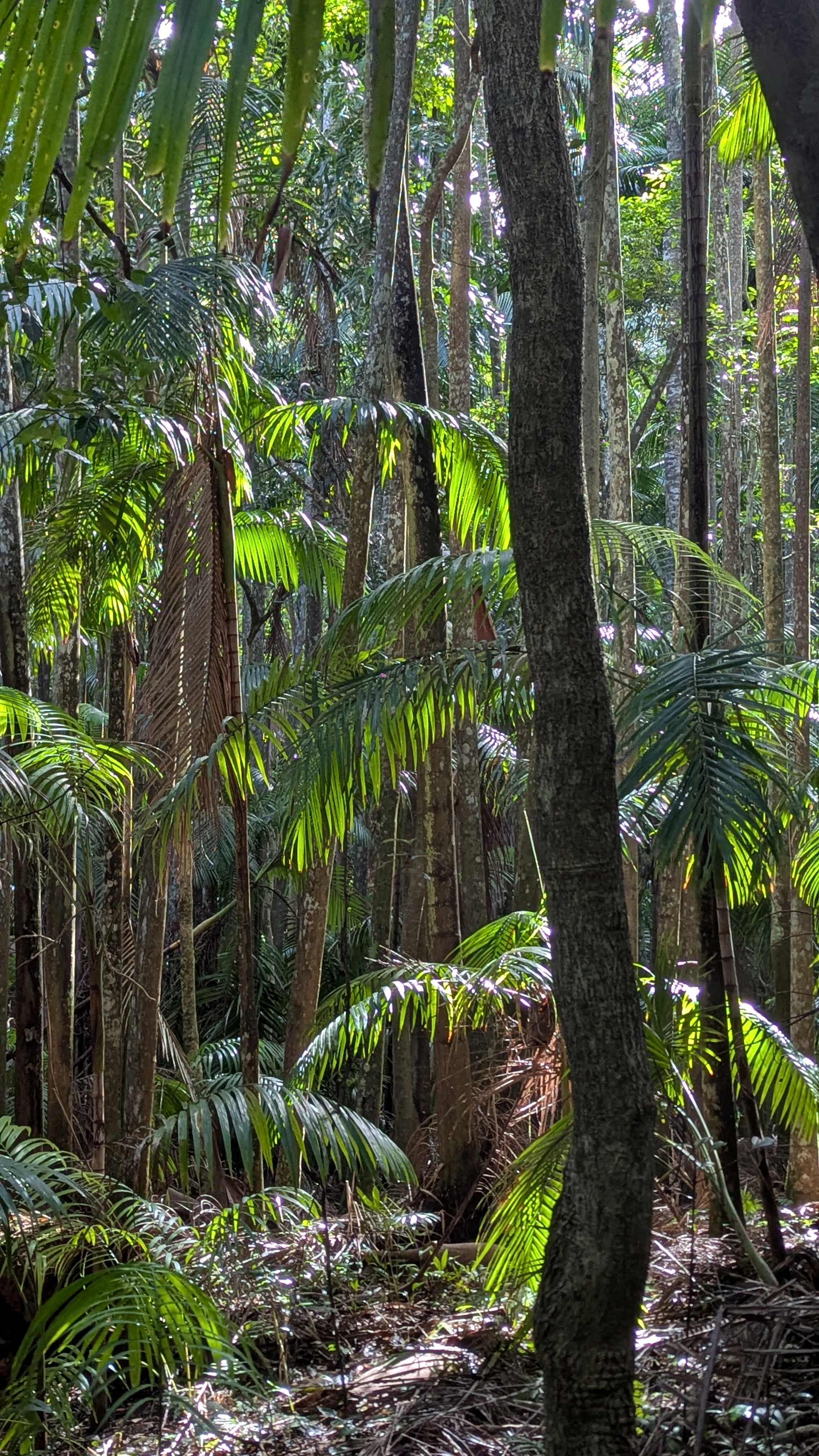Witches Falls walking track Tamborine