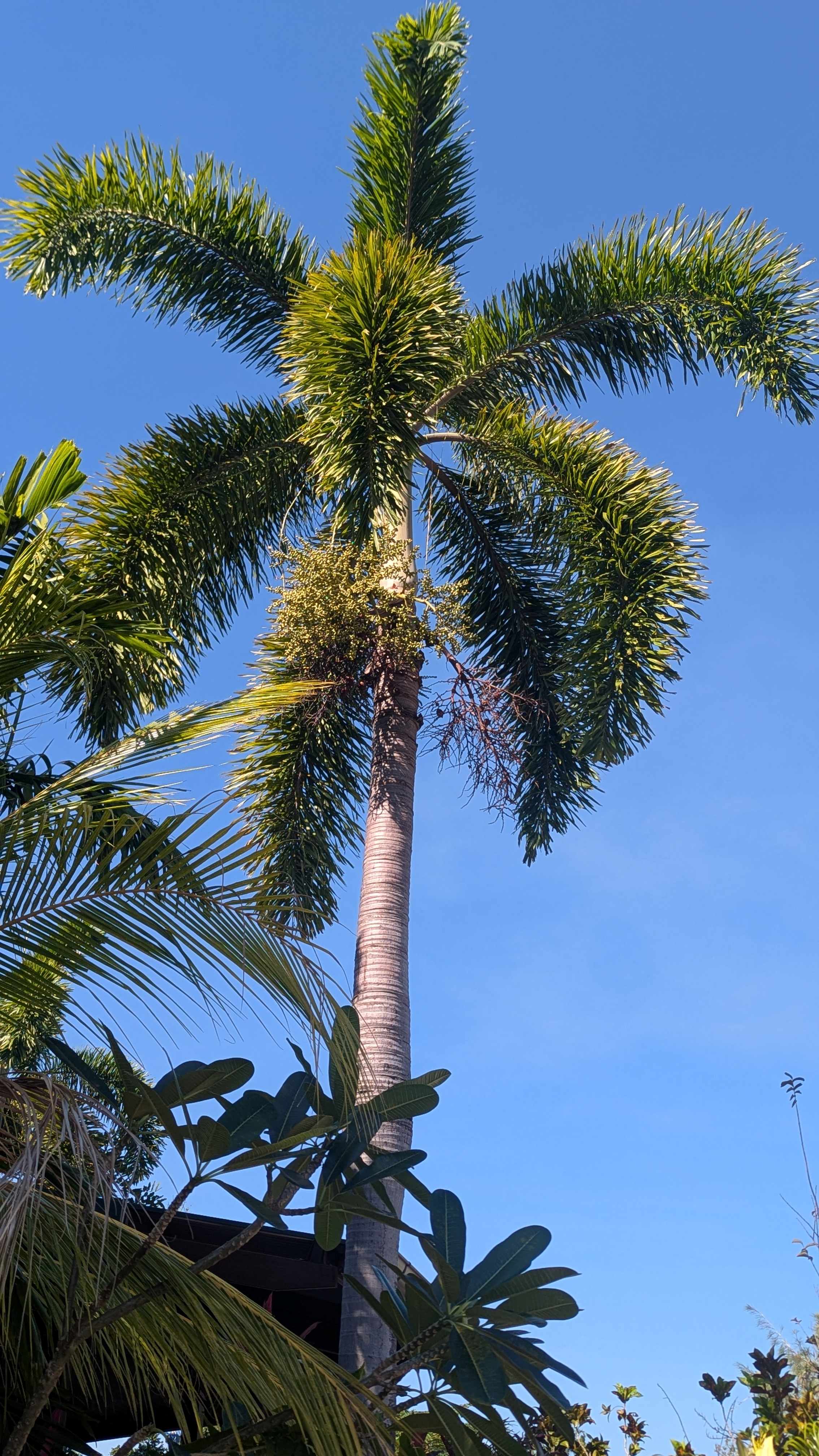 Foxtail Palm
