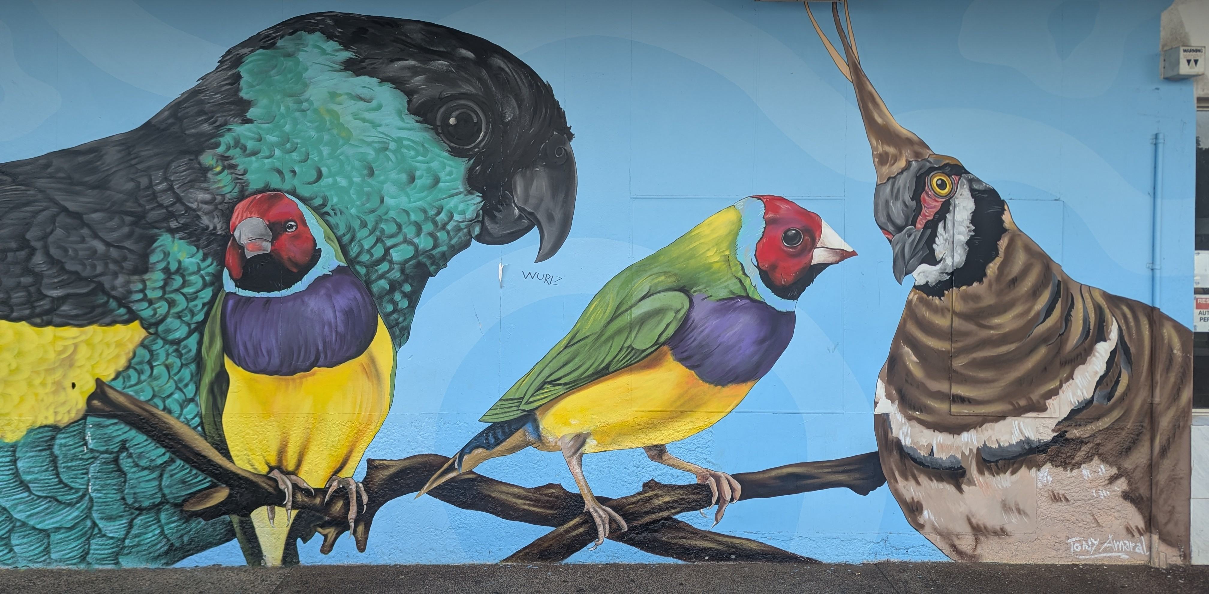 darwin mural birds