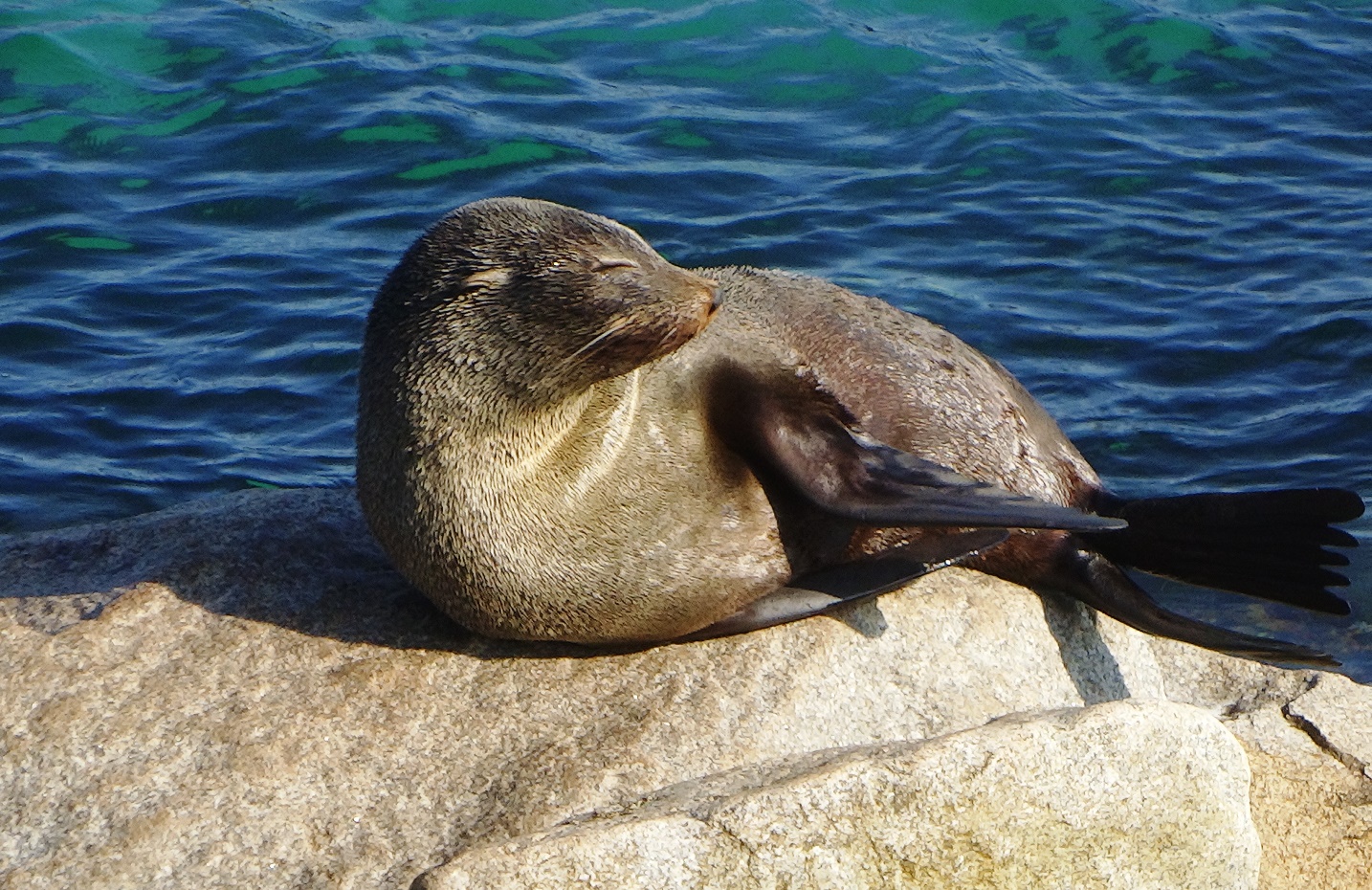 narooma seal