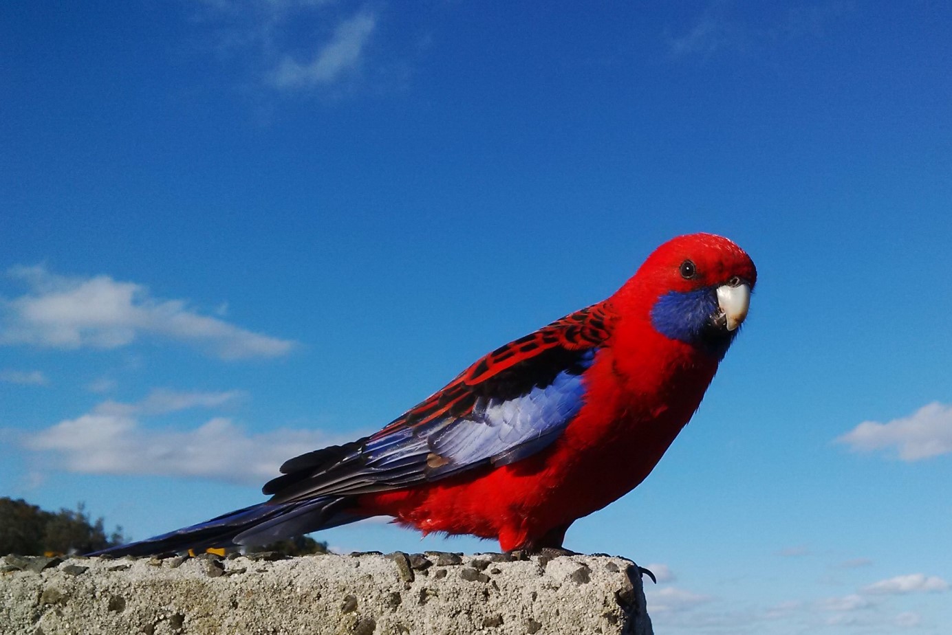 Crimson Rosella parrot